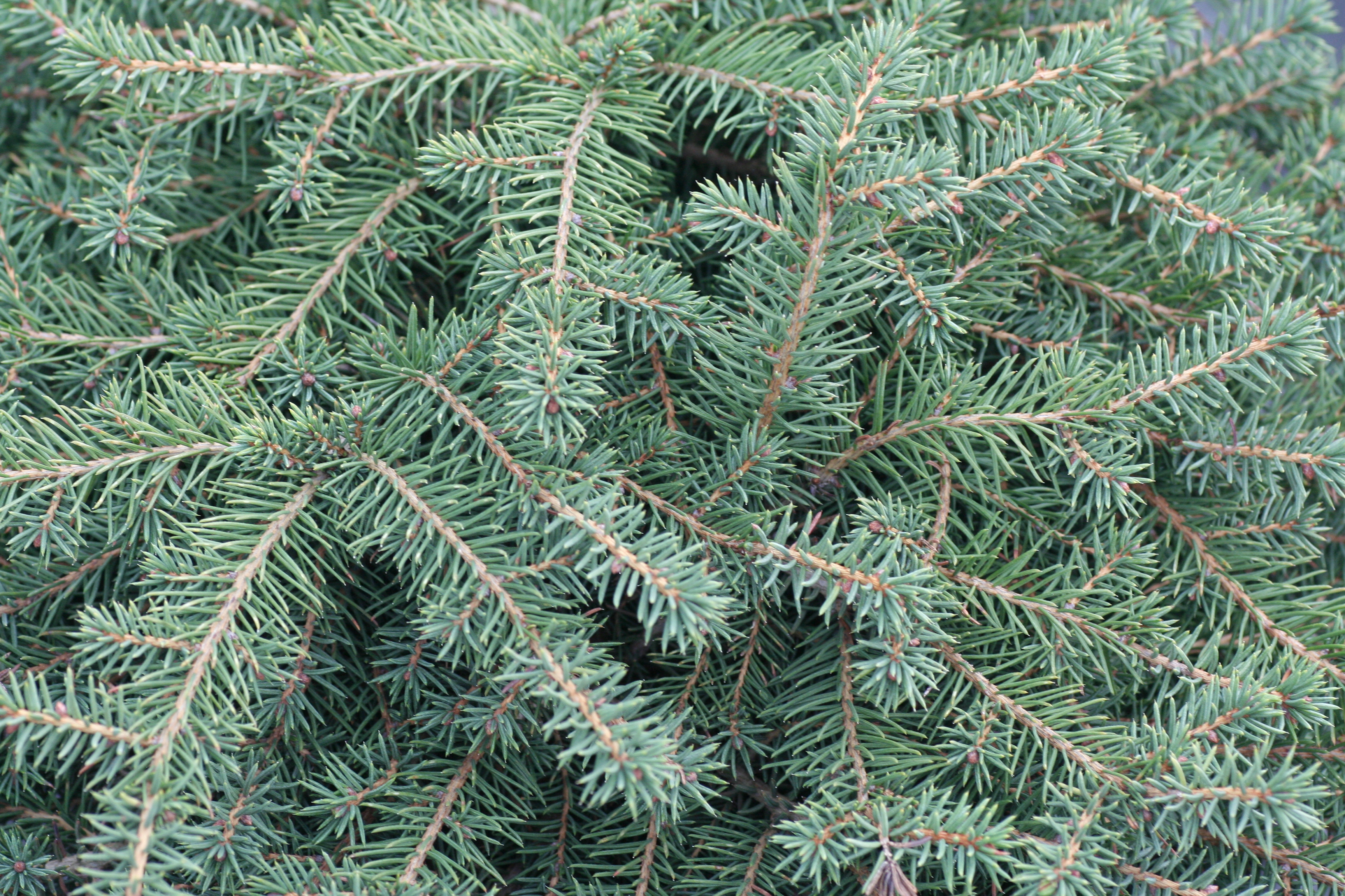 Picea Nidiformis (9400801)
