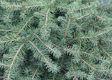 Picea Nidiformis (9400801)