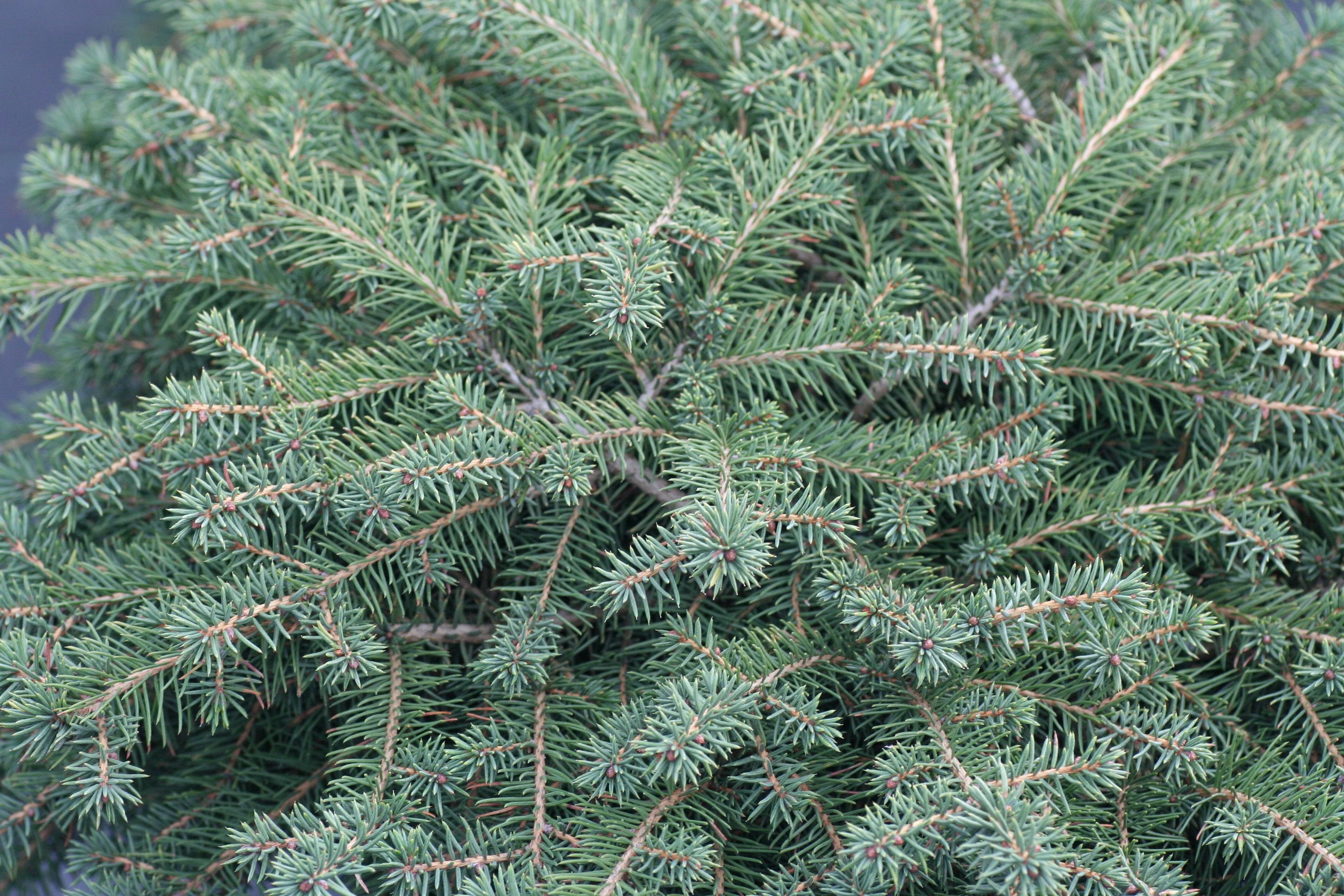 Picea Nidiformis (9400803)