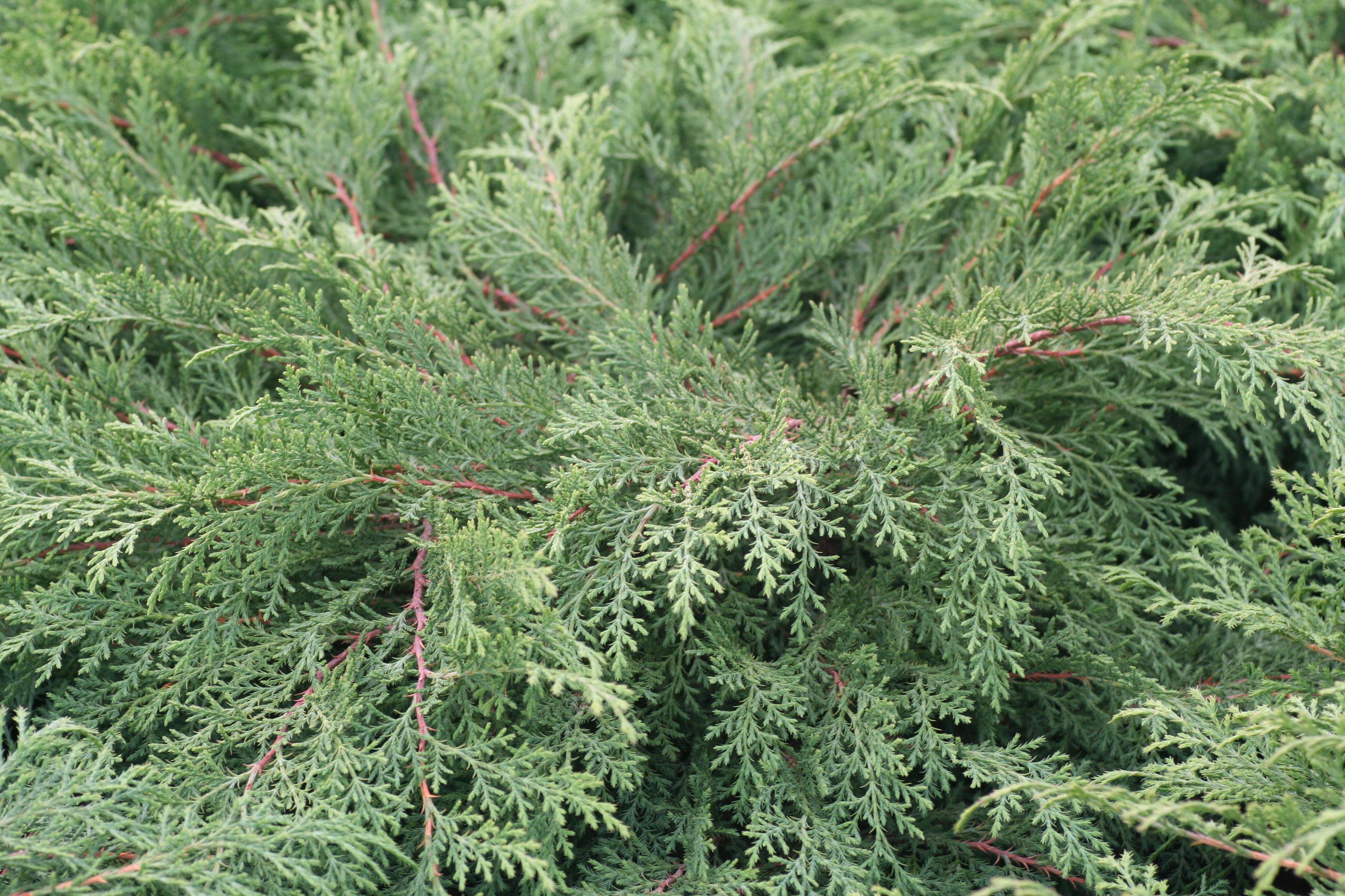 Microbiota decussata (9400802)