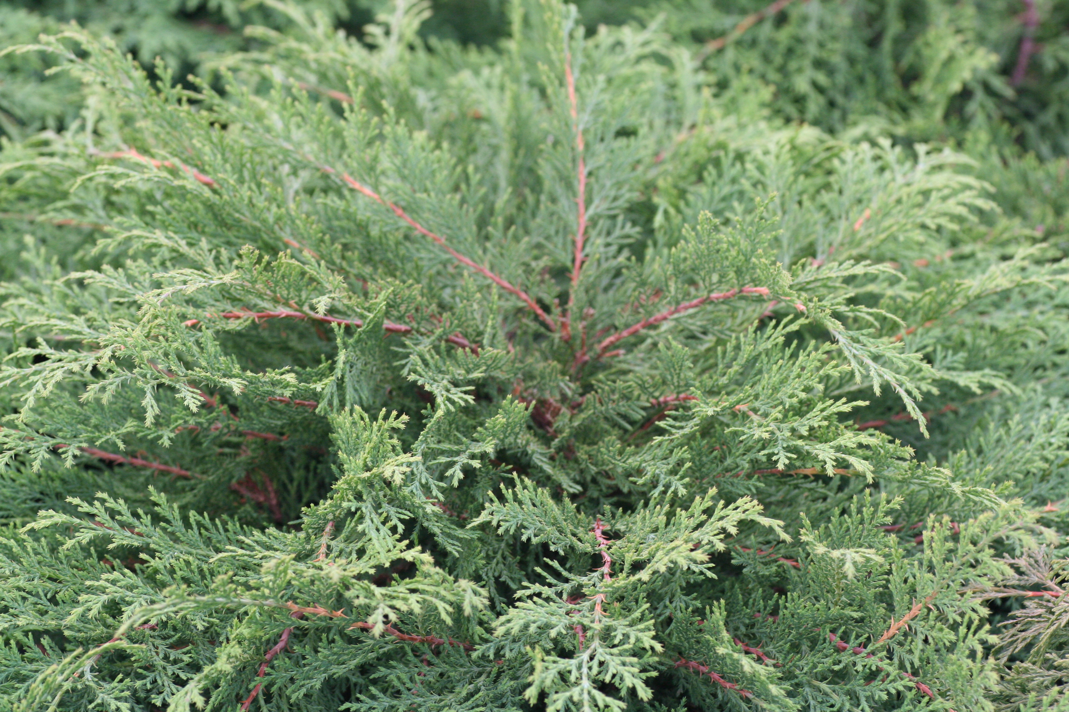 Microbiota decussata (9400803)