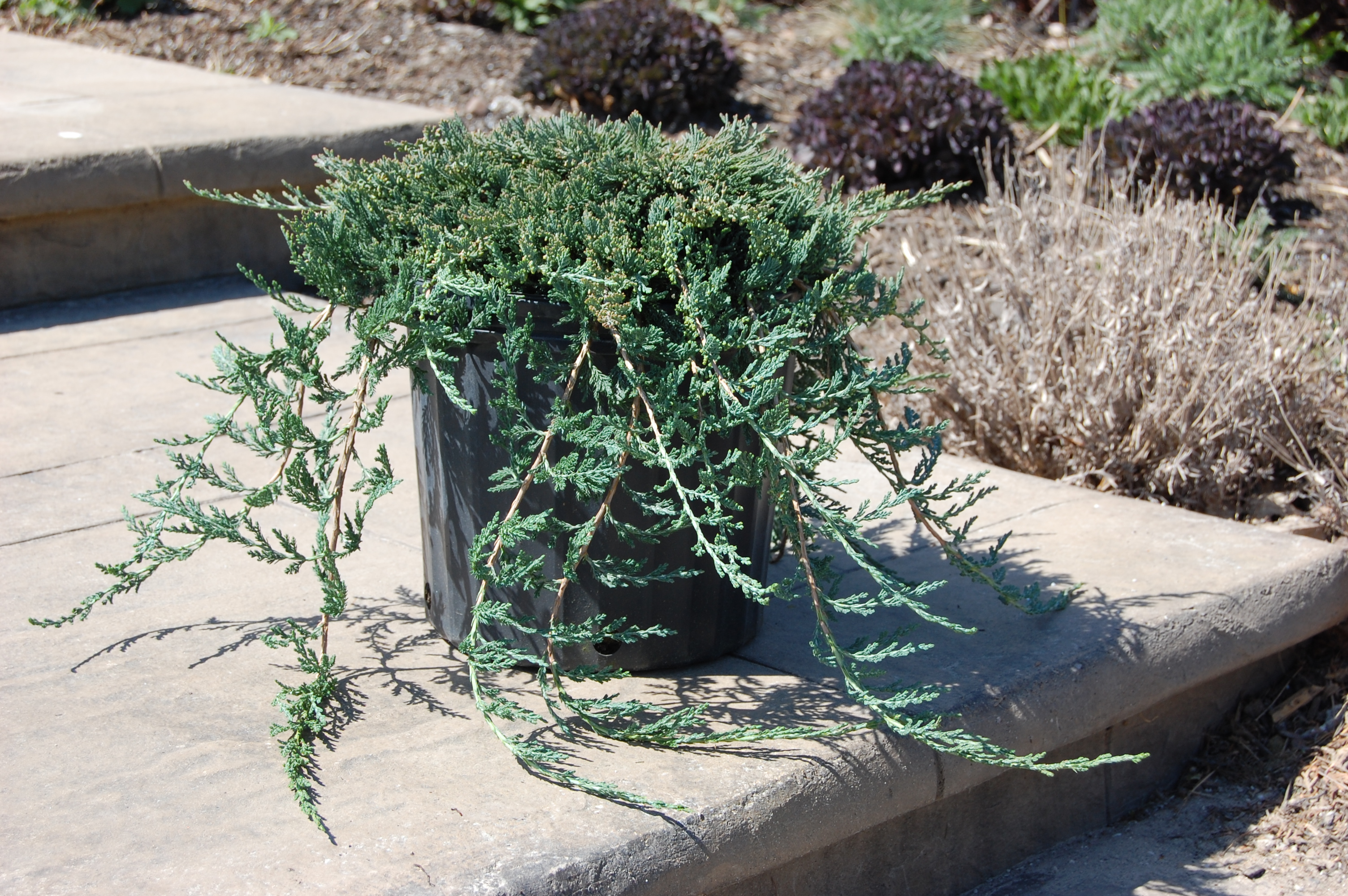 007Juniper_Blue Rug2