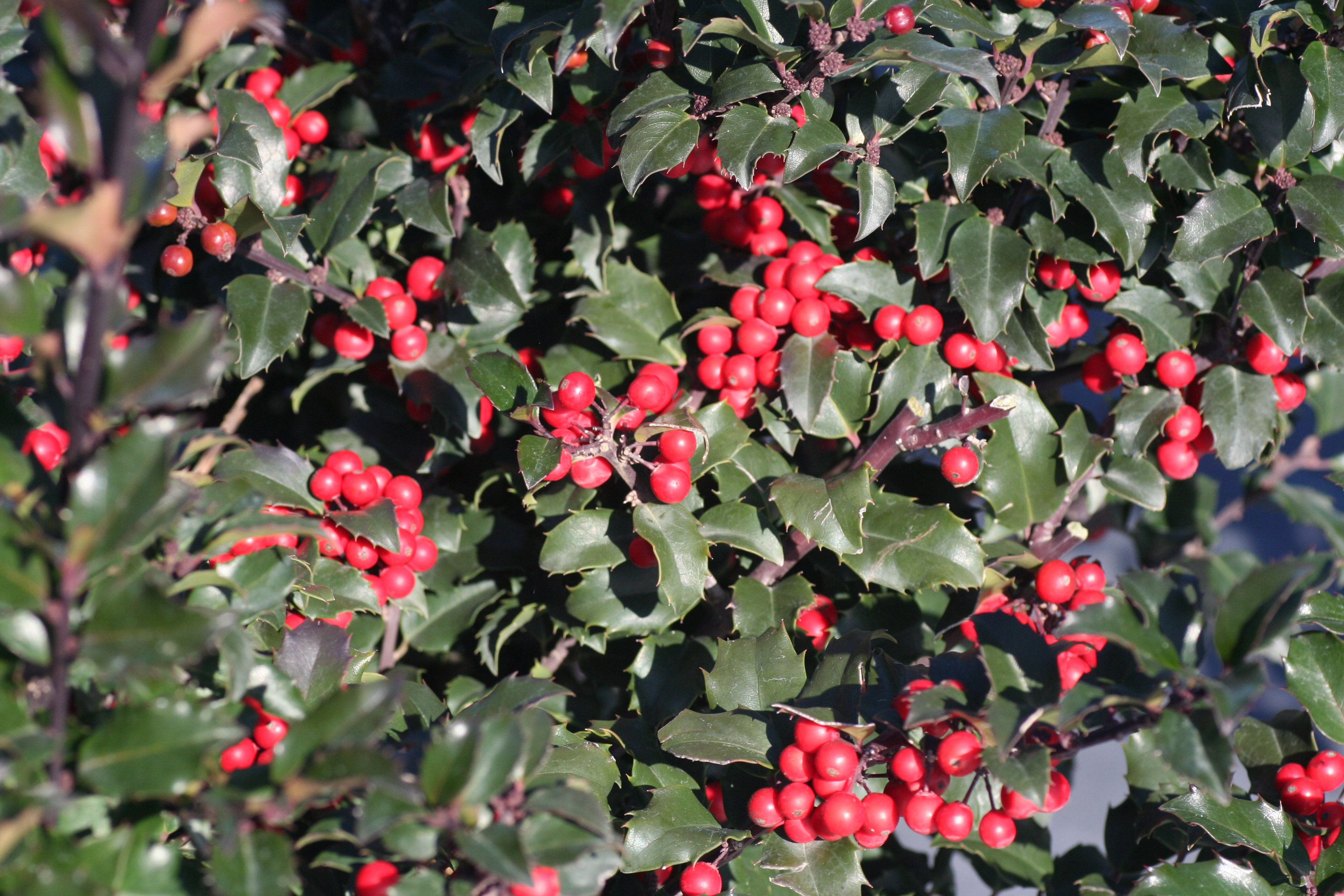 Ilex Blue Princess (6831004)