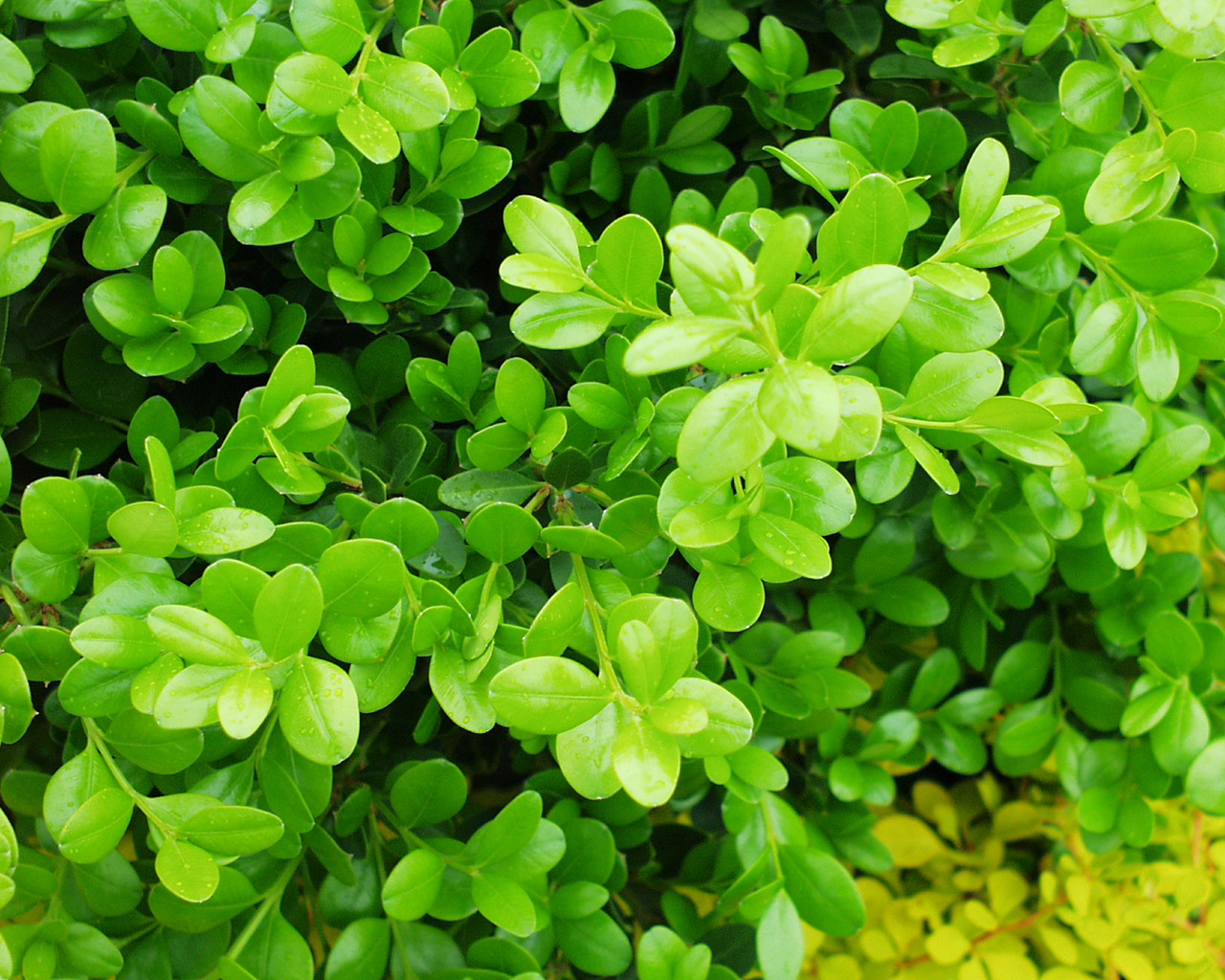 Winter gem boxwood discount