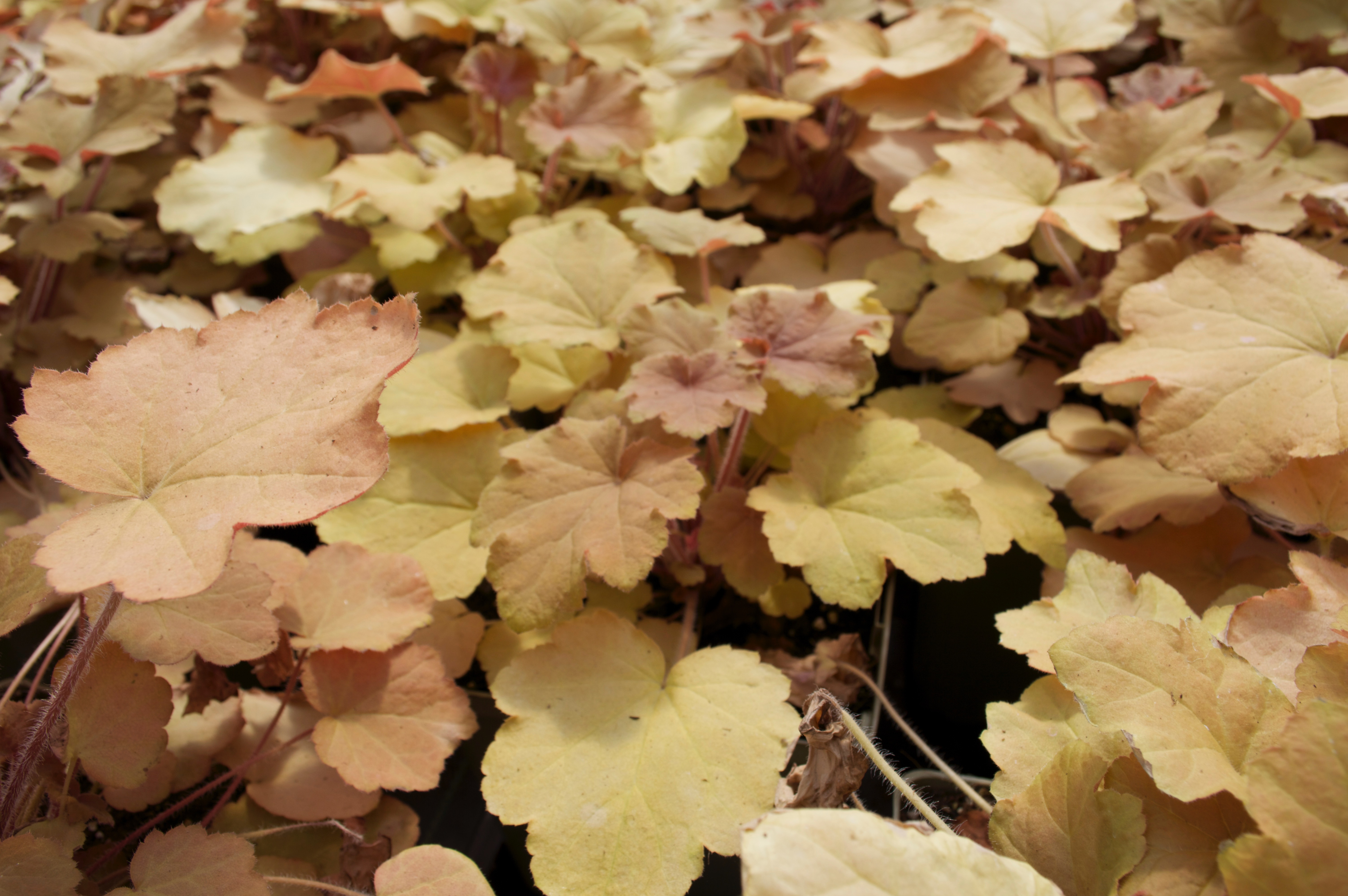 coralbells-caramel-2 (2)