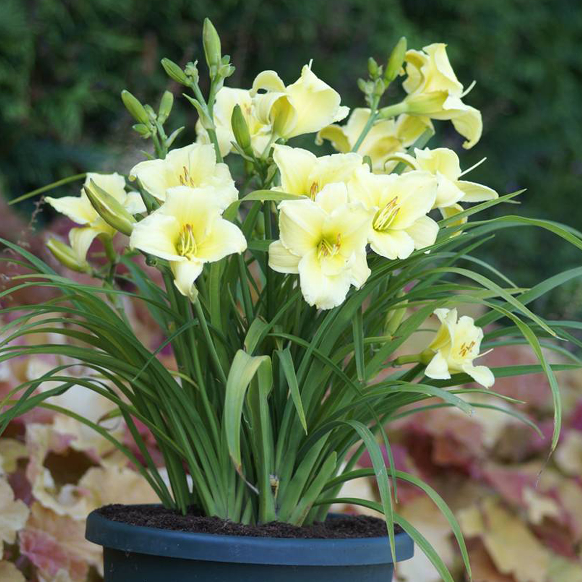 Hemerocallis Fragrant Returns (1001PG)