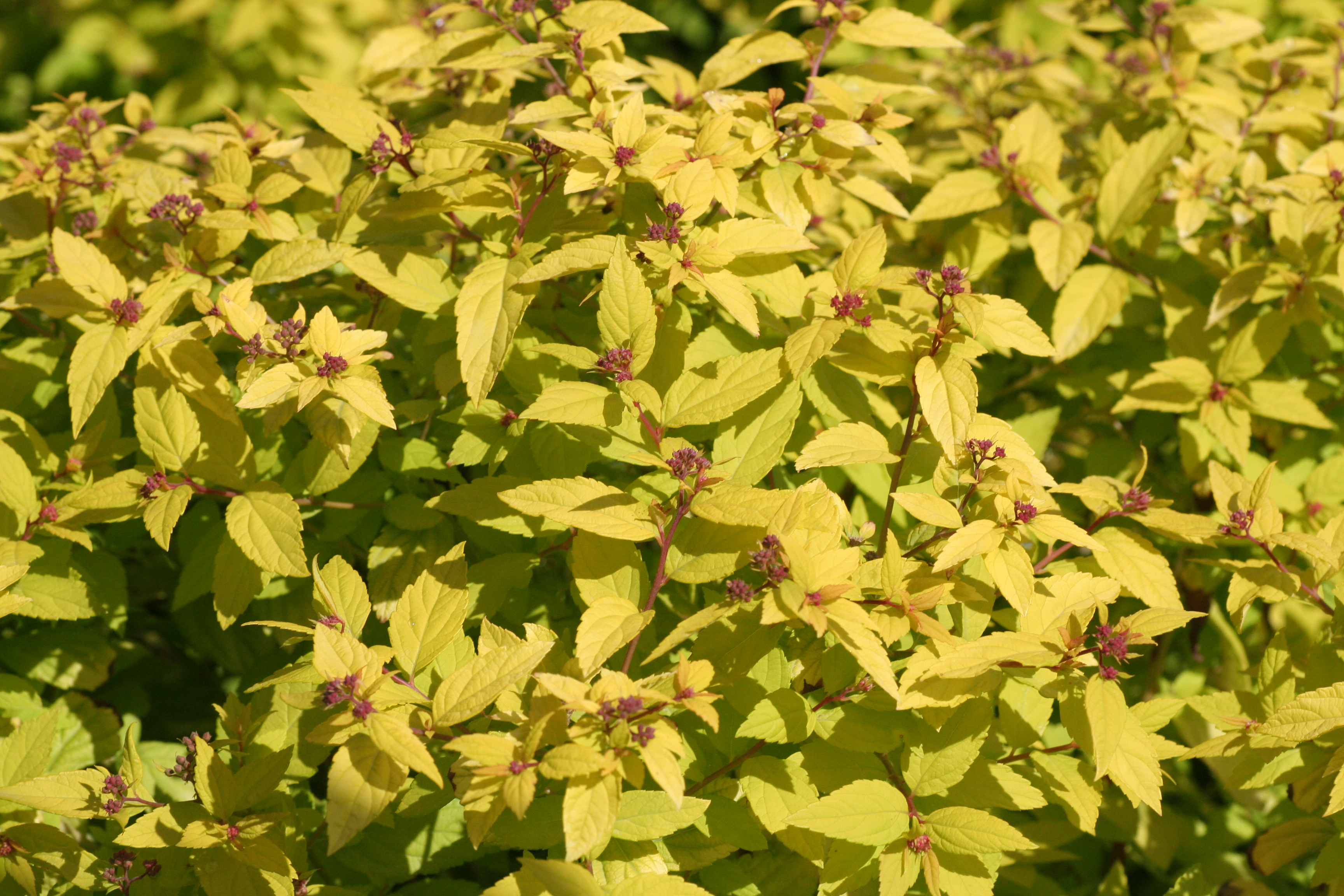 Spiraea Gold Mound (5401003)