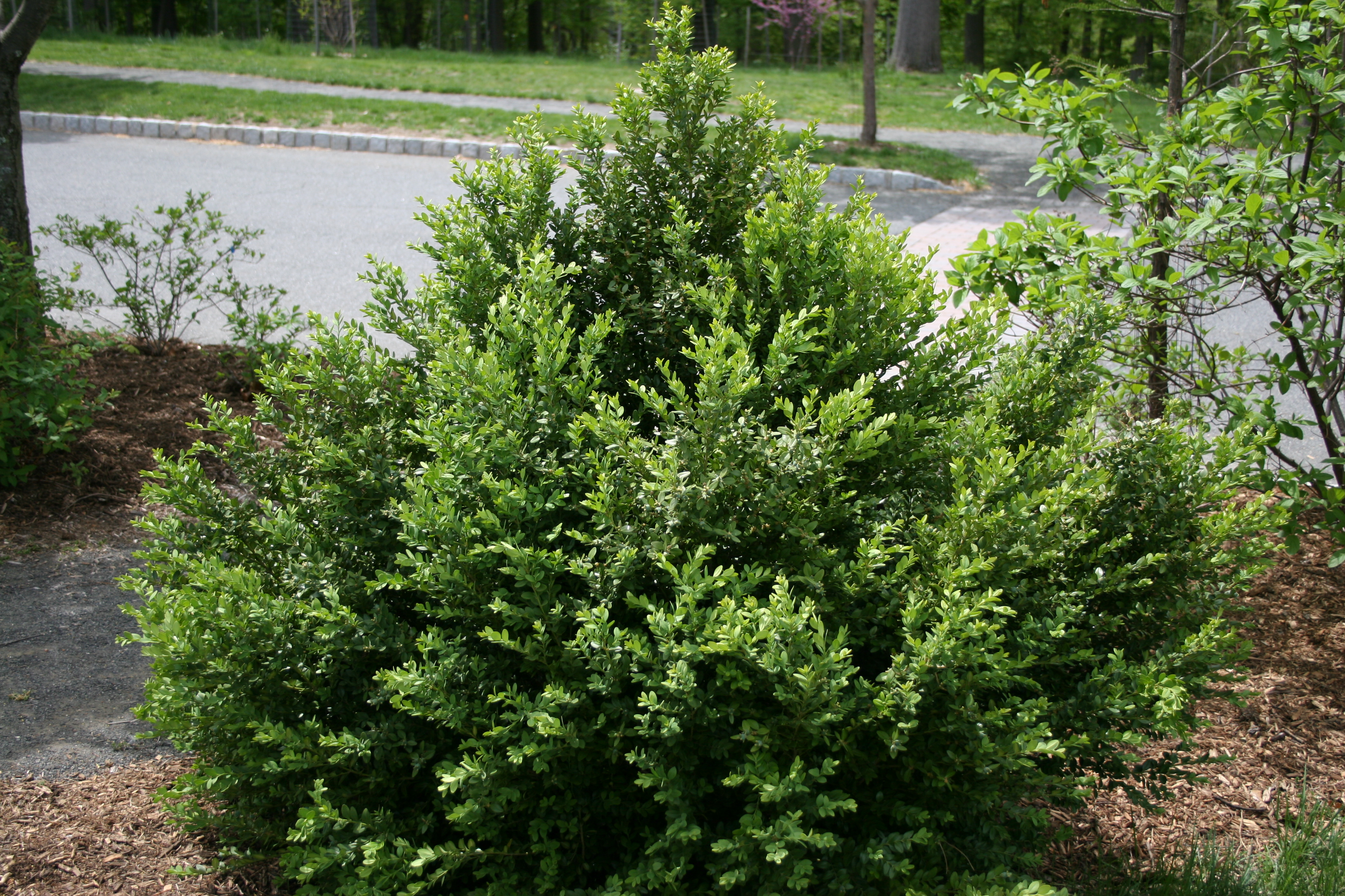 Green Mountain Boxwood Handpicked For You