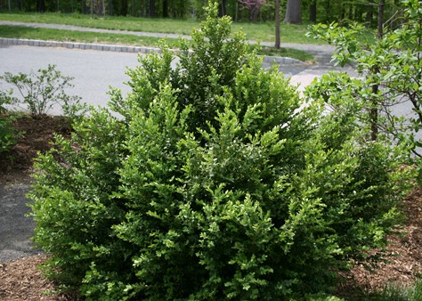 Mount Boxwoods Green Mountain Boxwood - Handpicked For You