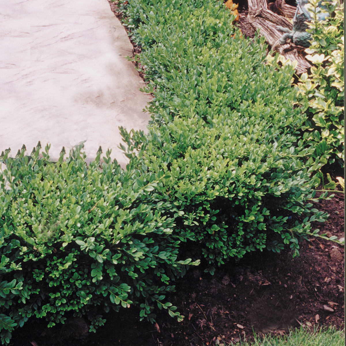 Boxwood_green velvet cropped