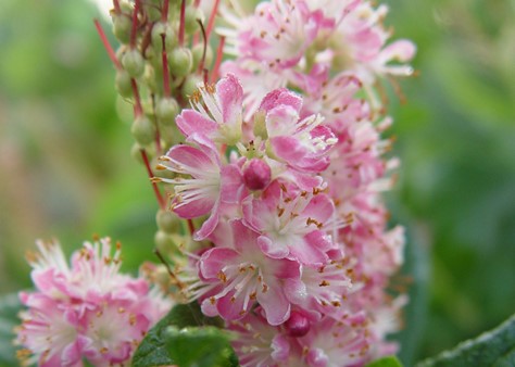 Clethra 'Ruby Spice' flower 1