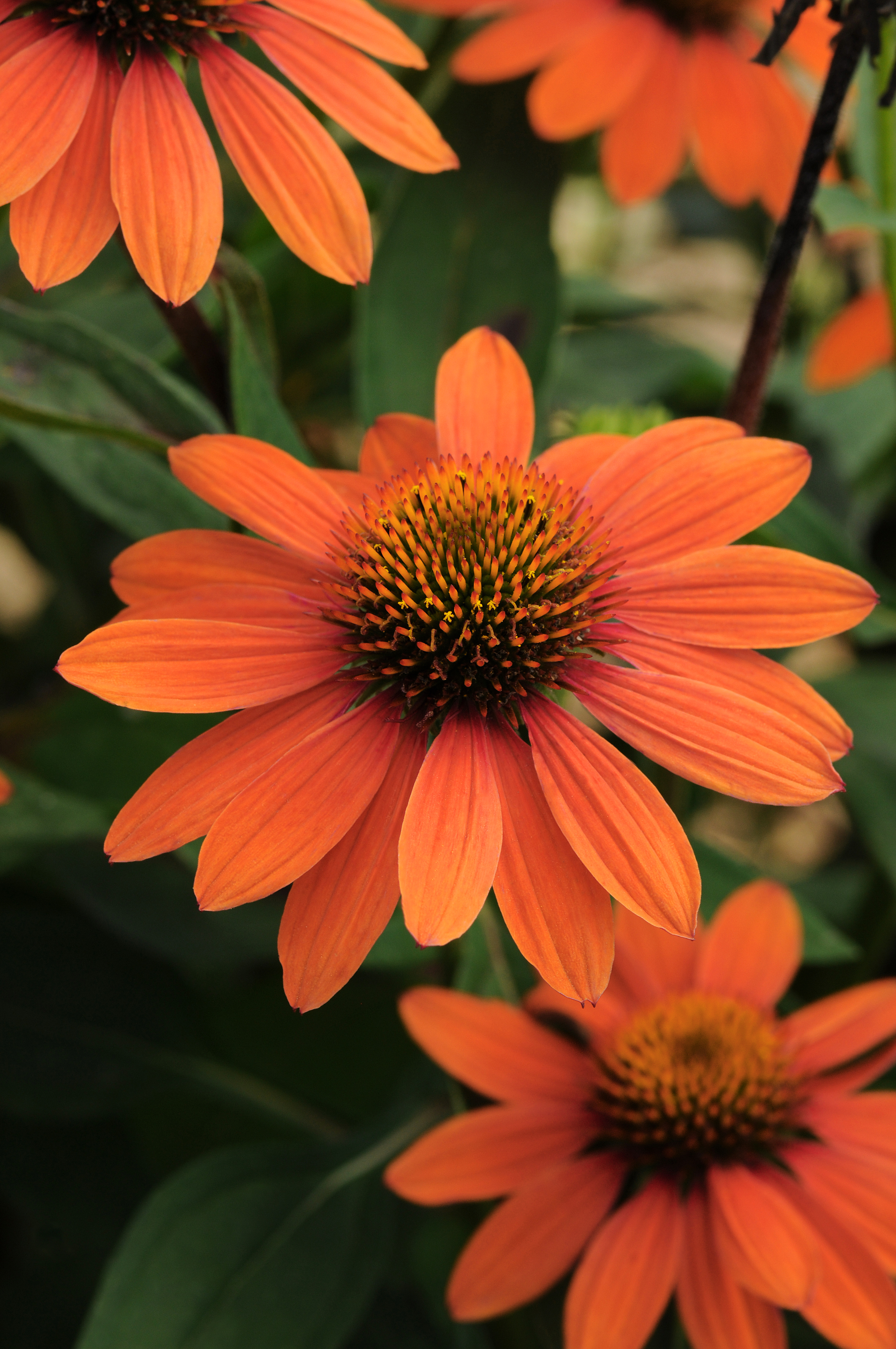 Echinacea_Sombrero_Adobe_Orange_Bloom