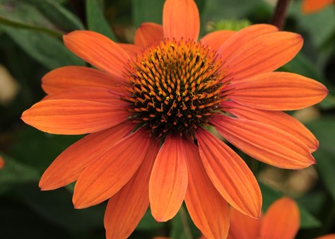 Echinacea_Sombrero_Adobe_Orange_Bloom