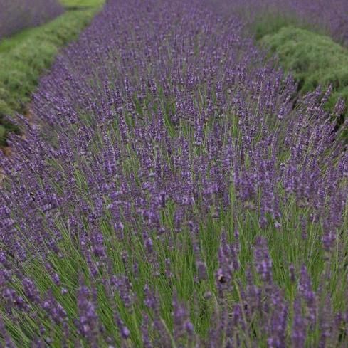 Lavender Phenomenal Photo credit Cultivaris