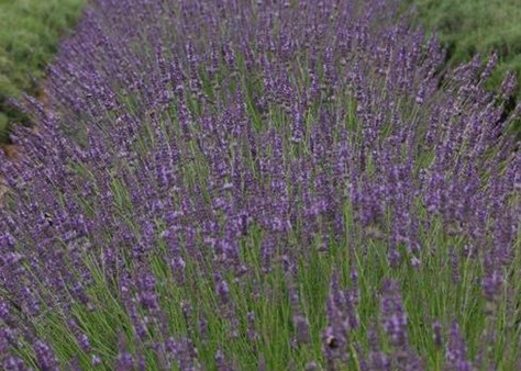 Lavender Phenomenal Photo credit Cultivaris