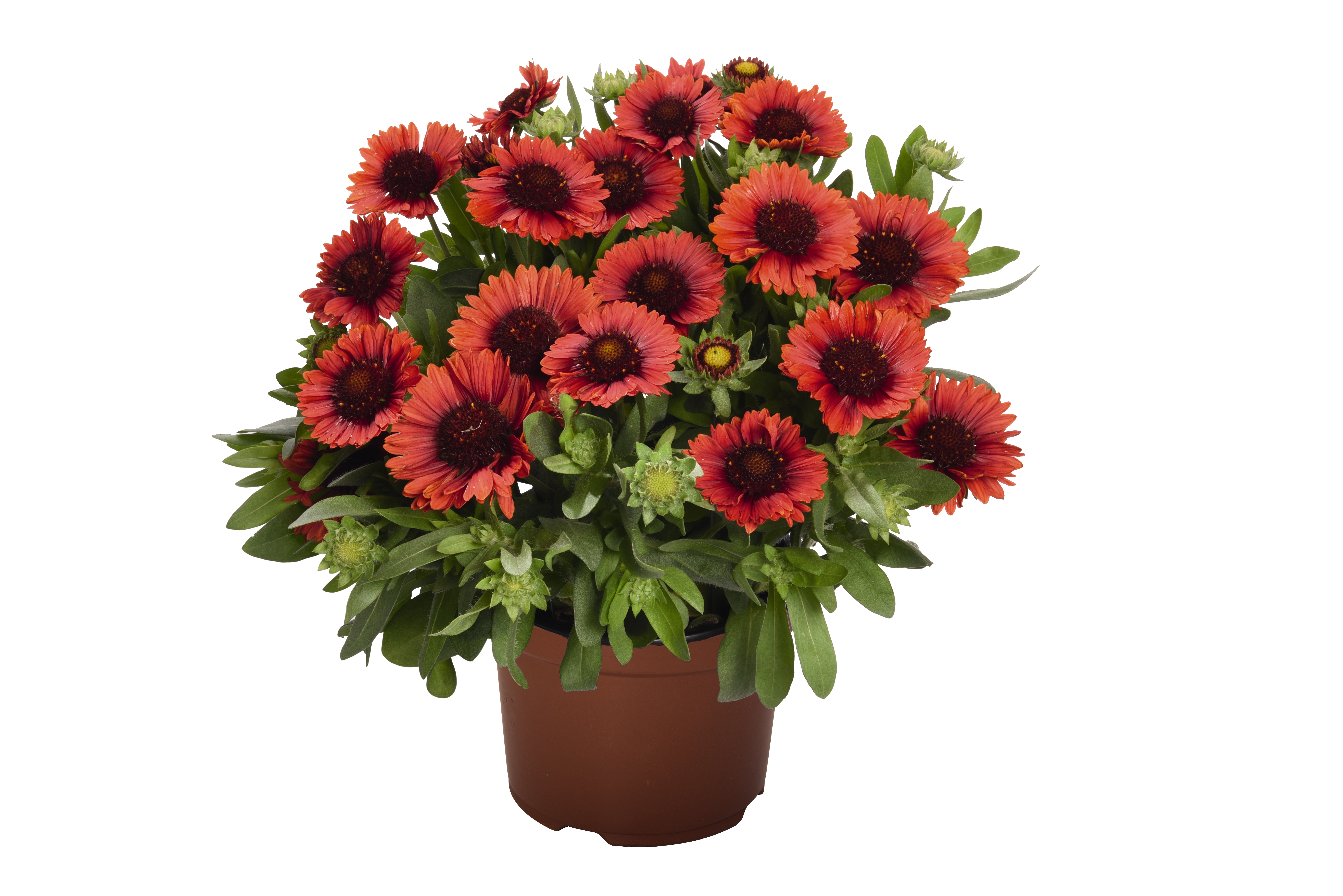 Gaillardia SpinTop™ Red PPAF Photo