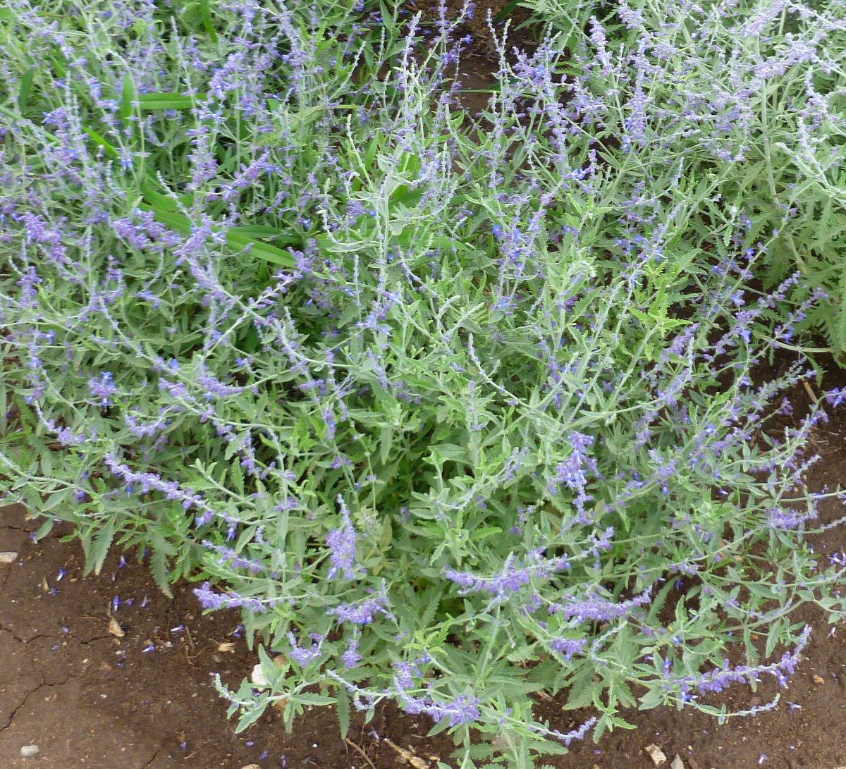 Perovskia Crazy Blue (1001Ball)