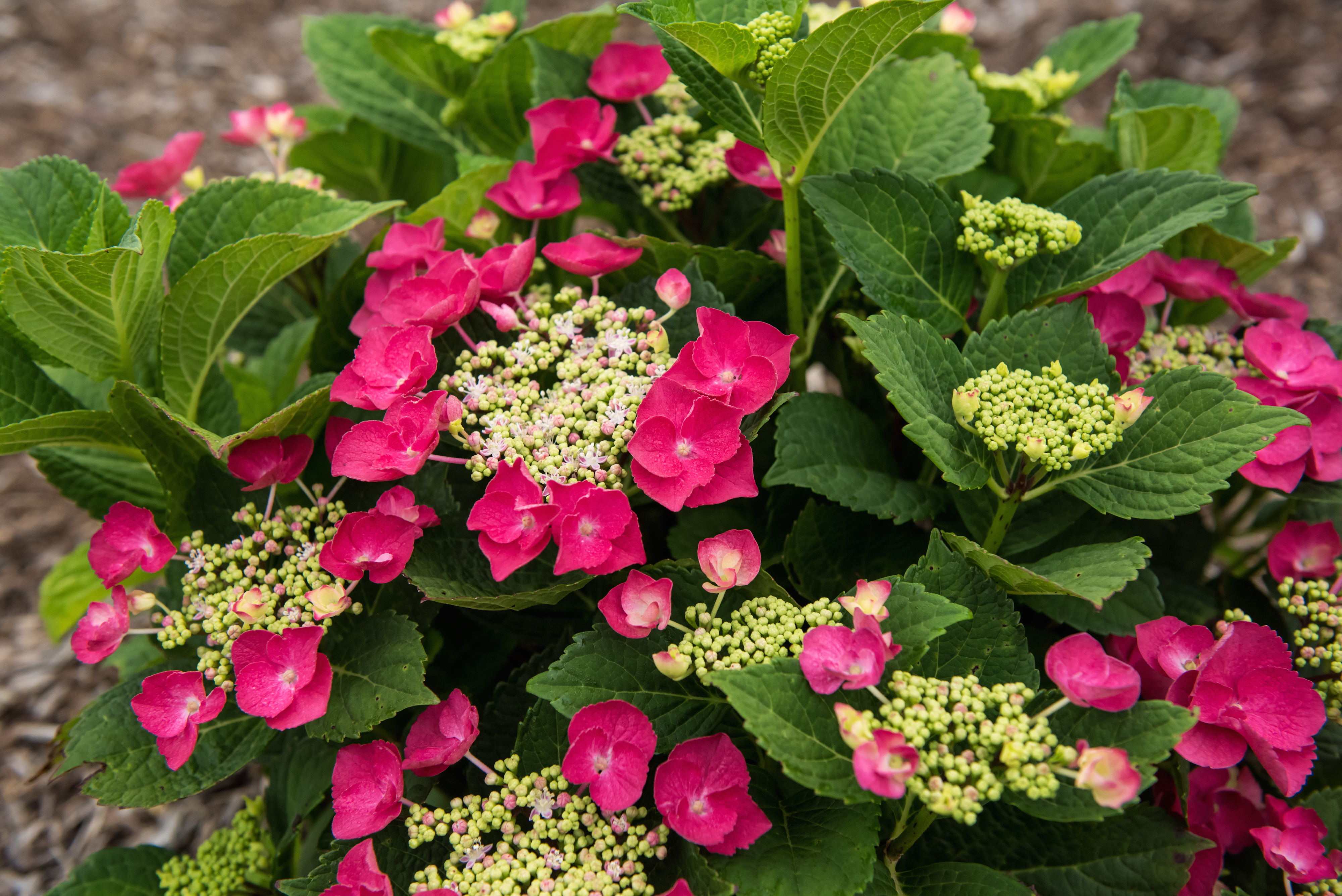 Star Hydrangea 'Cherry Explosion'