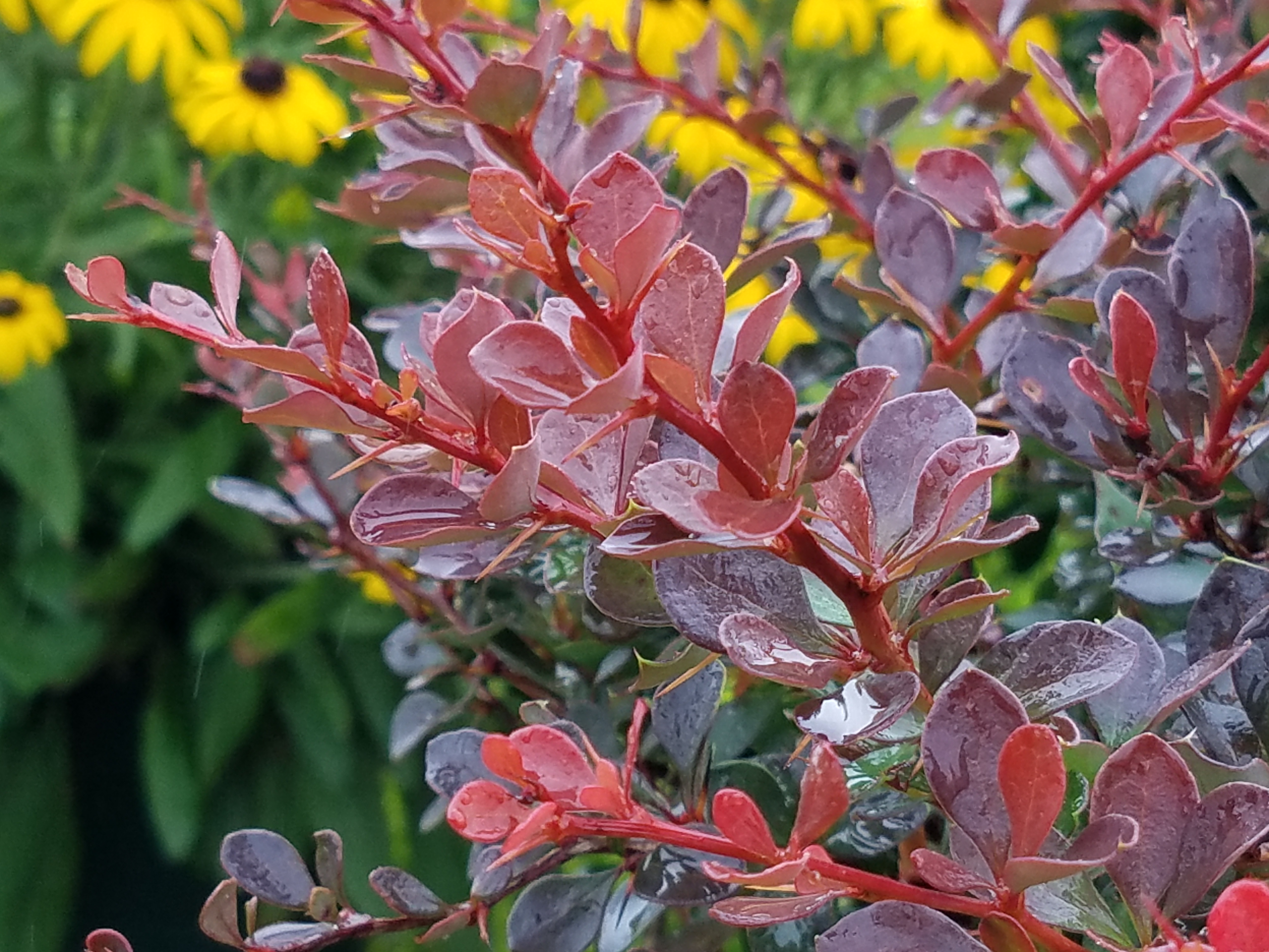 Berberis WorryFree Crimson Cutie (1001DW)