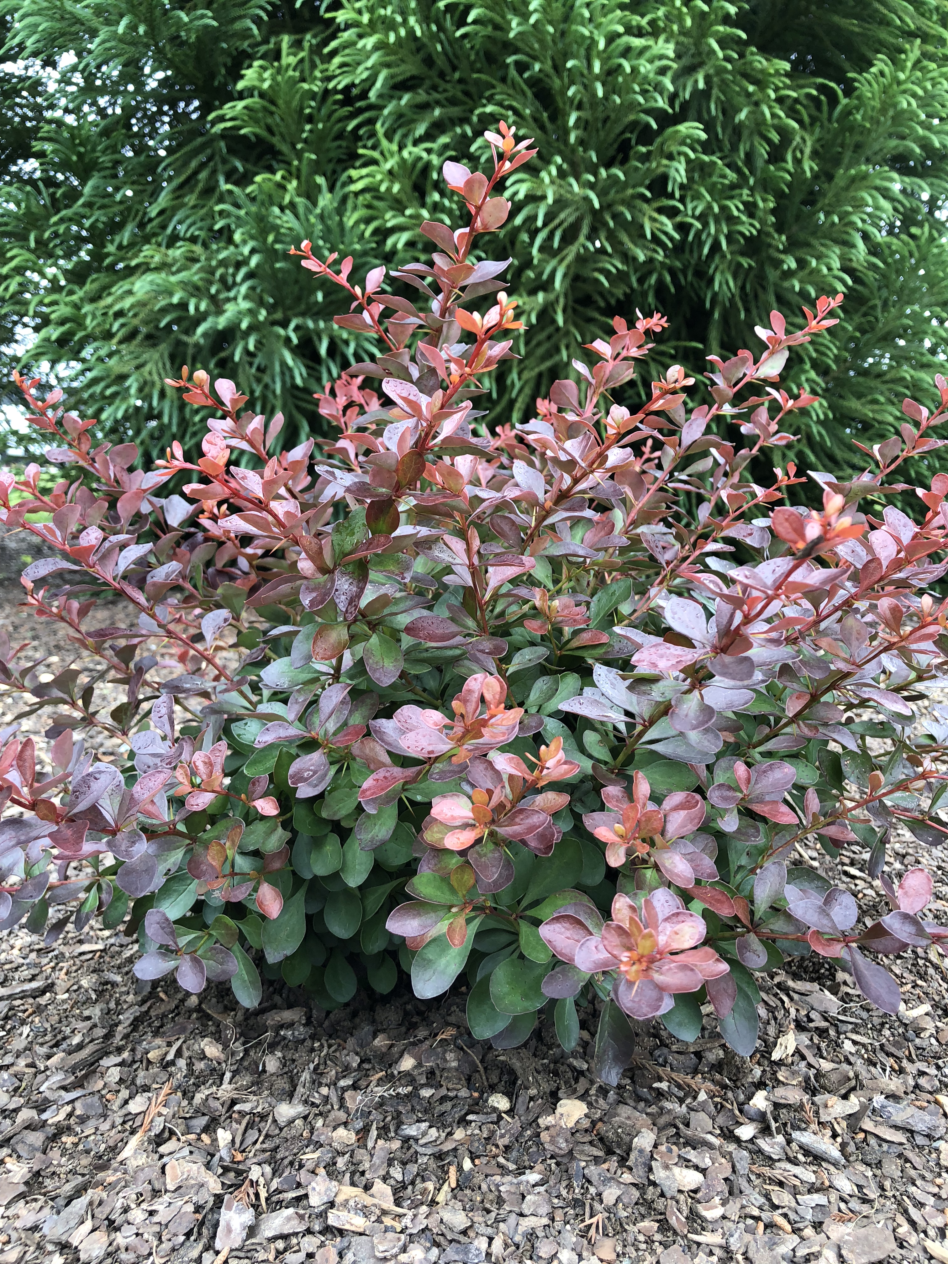 Crimson Cutie in Landscaep for GCM