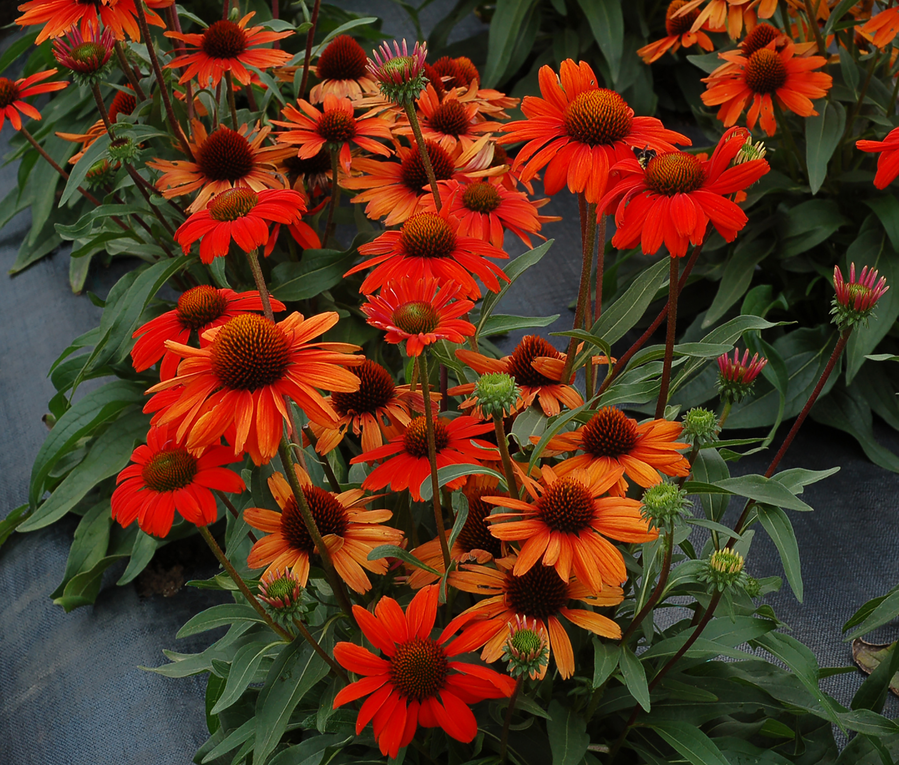 Echinacea-Kismet-Intense-Orange-photo credit TN