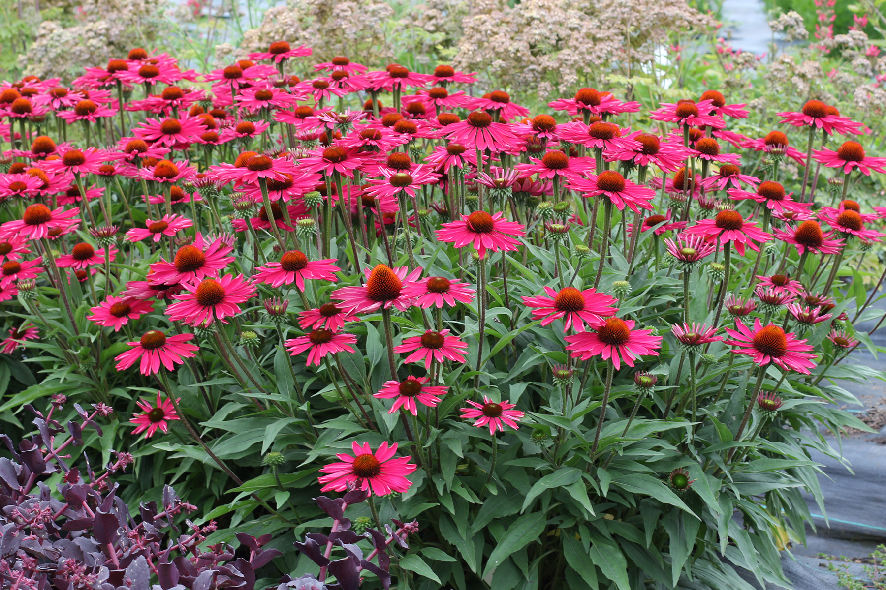 Echinacea-Kismet-Raspberry-2 photo credit TN