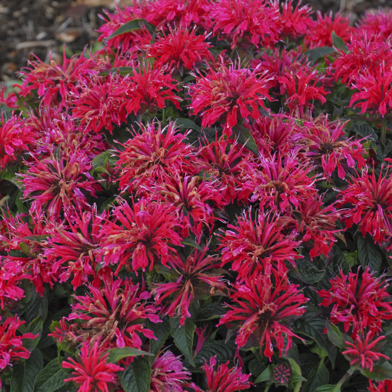 Monarda Cherry Pops photo credit Walters