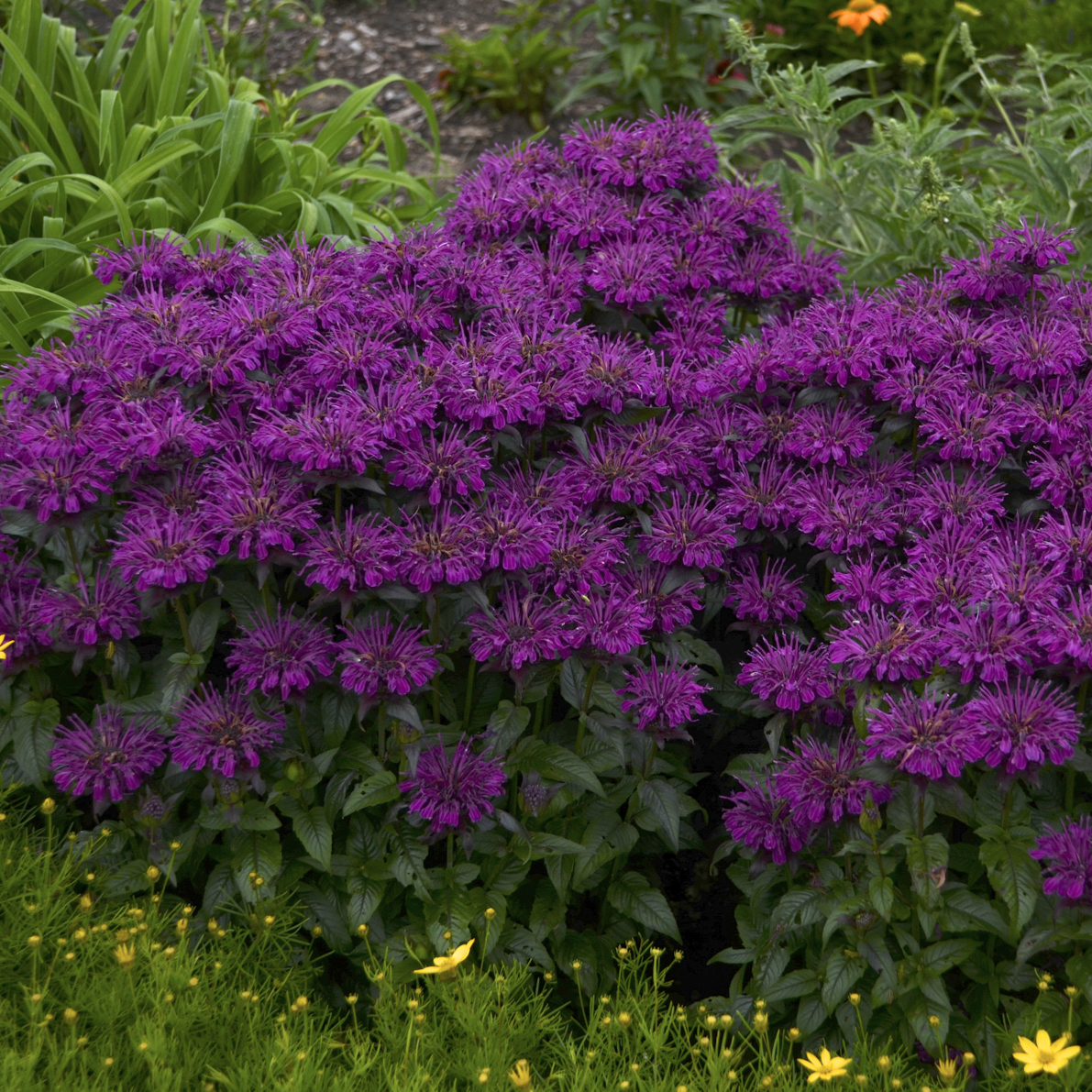 Monarda Grape Gumball photo credit Walters