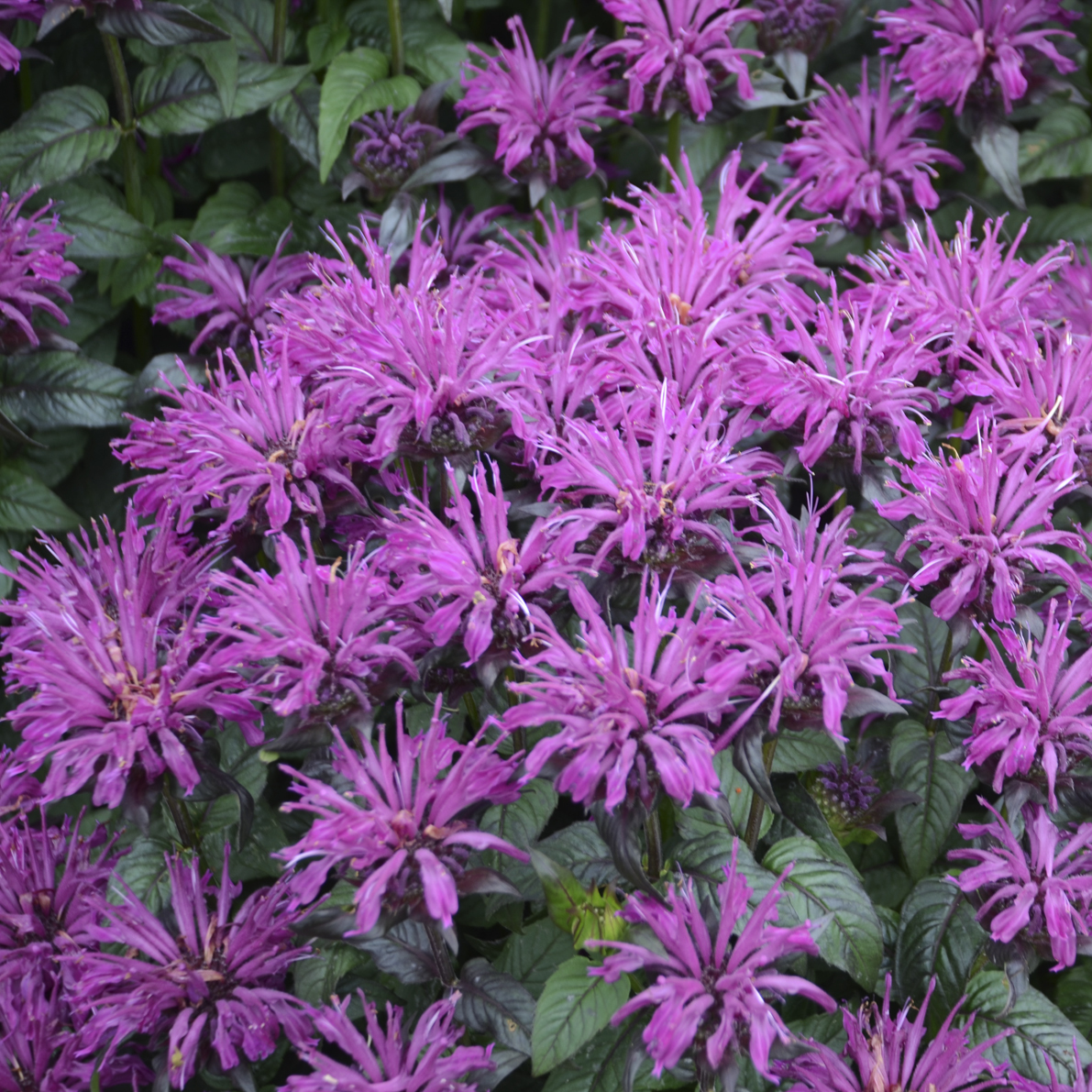 Monarda Rockin Raspberry 2 photo credit Walters