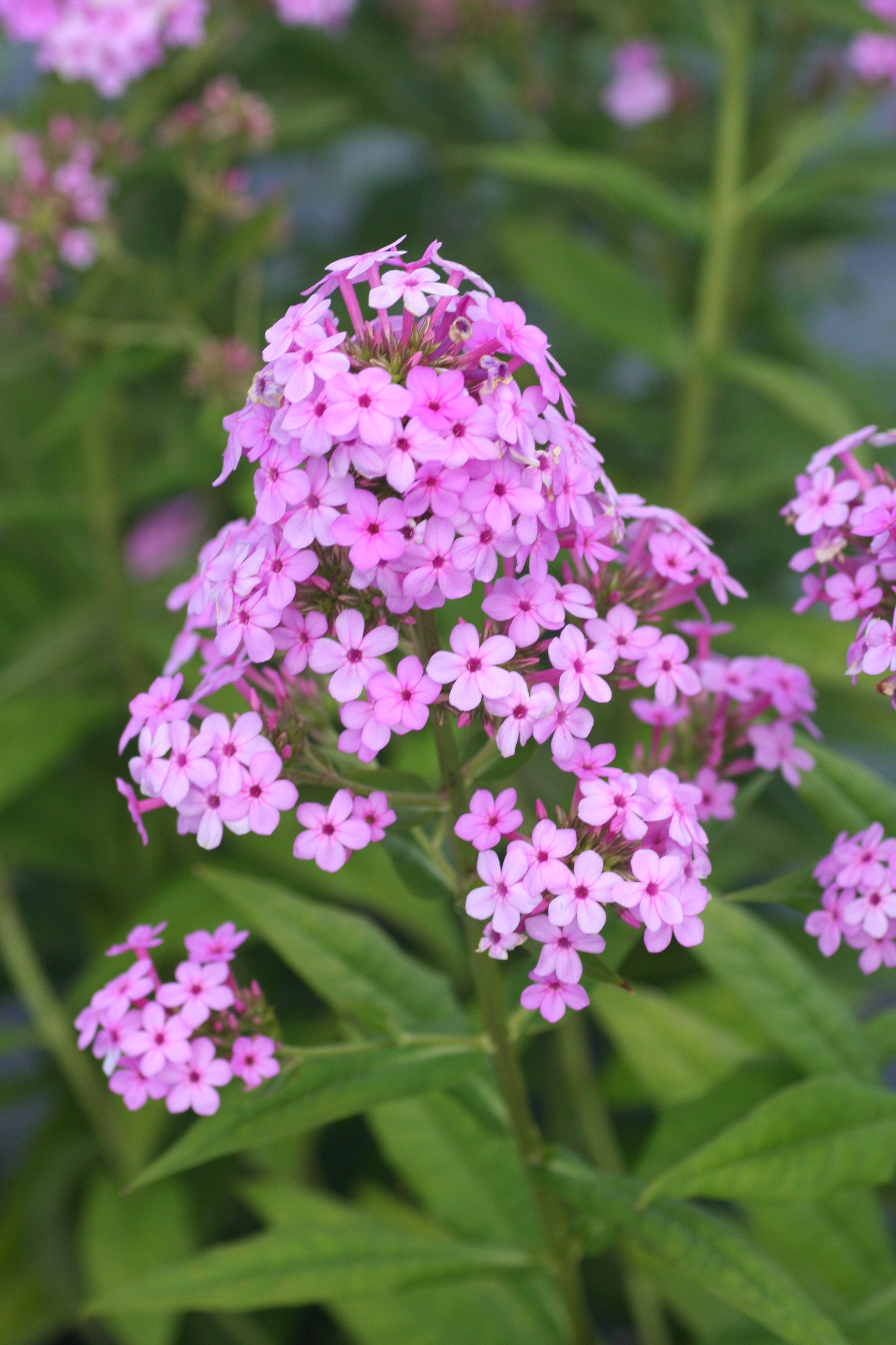 Phlox Jeana (7341002)