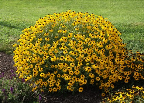 American Gold Rush Black Eyed Susan Handpicked For You American Gold Rush Black Eyed Susan Handpicked For You