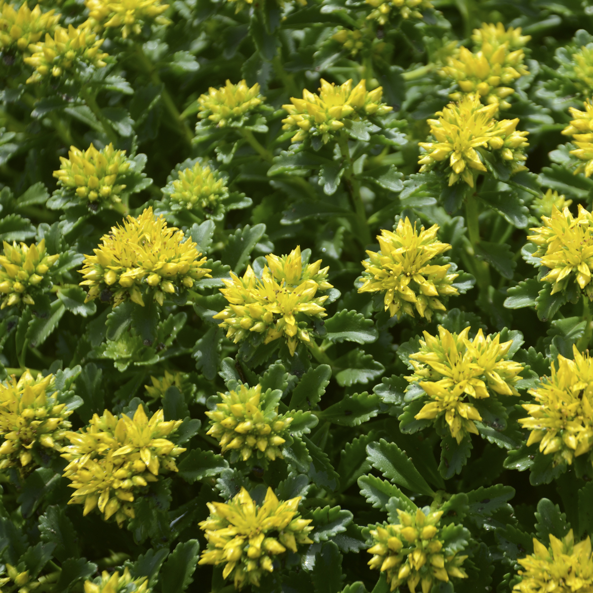 Sedum 'Little Miss Sunshine' photo credit Walters