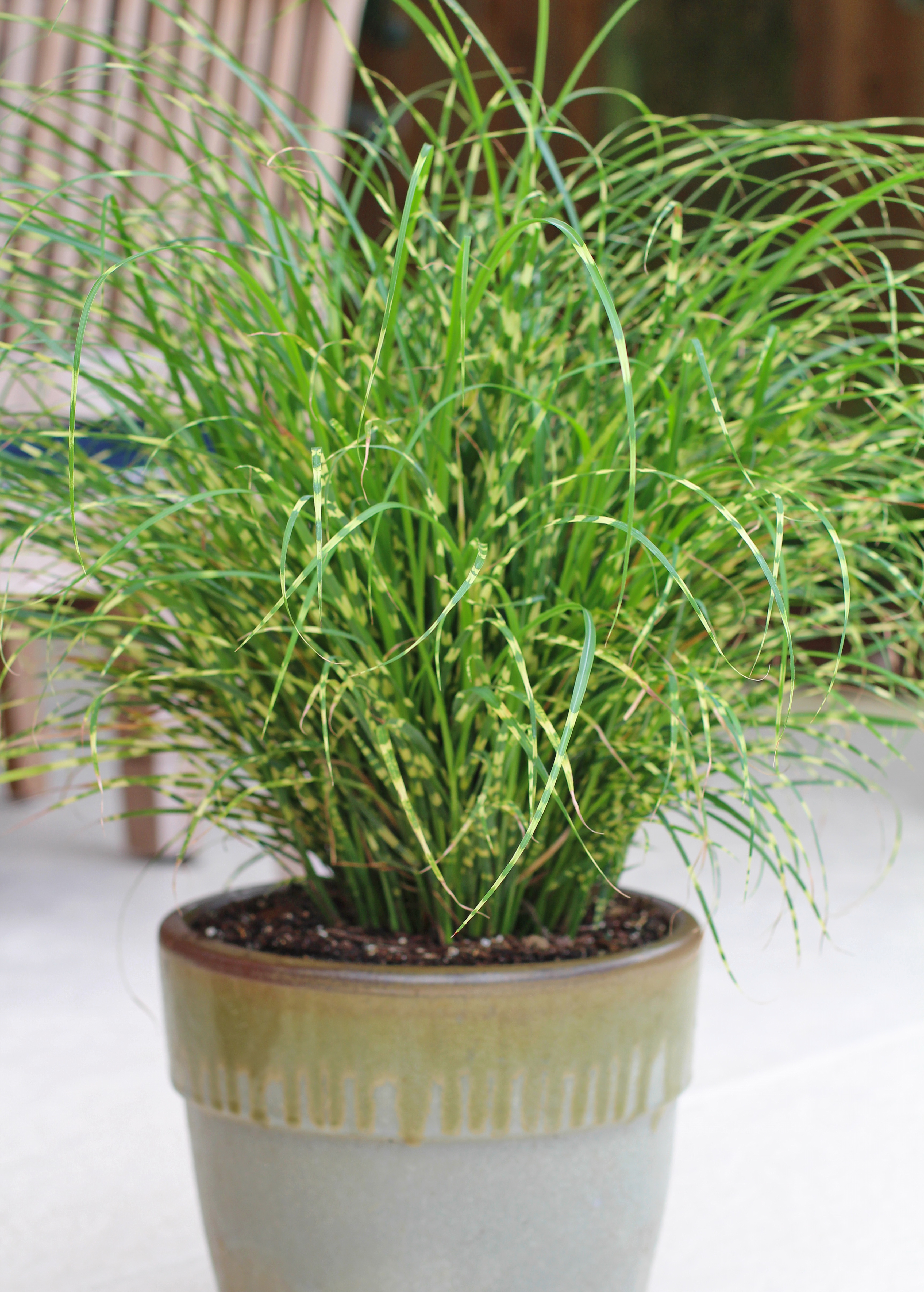 ECG-1796-Miscanthus_Bandwidth