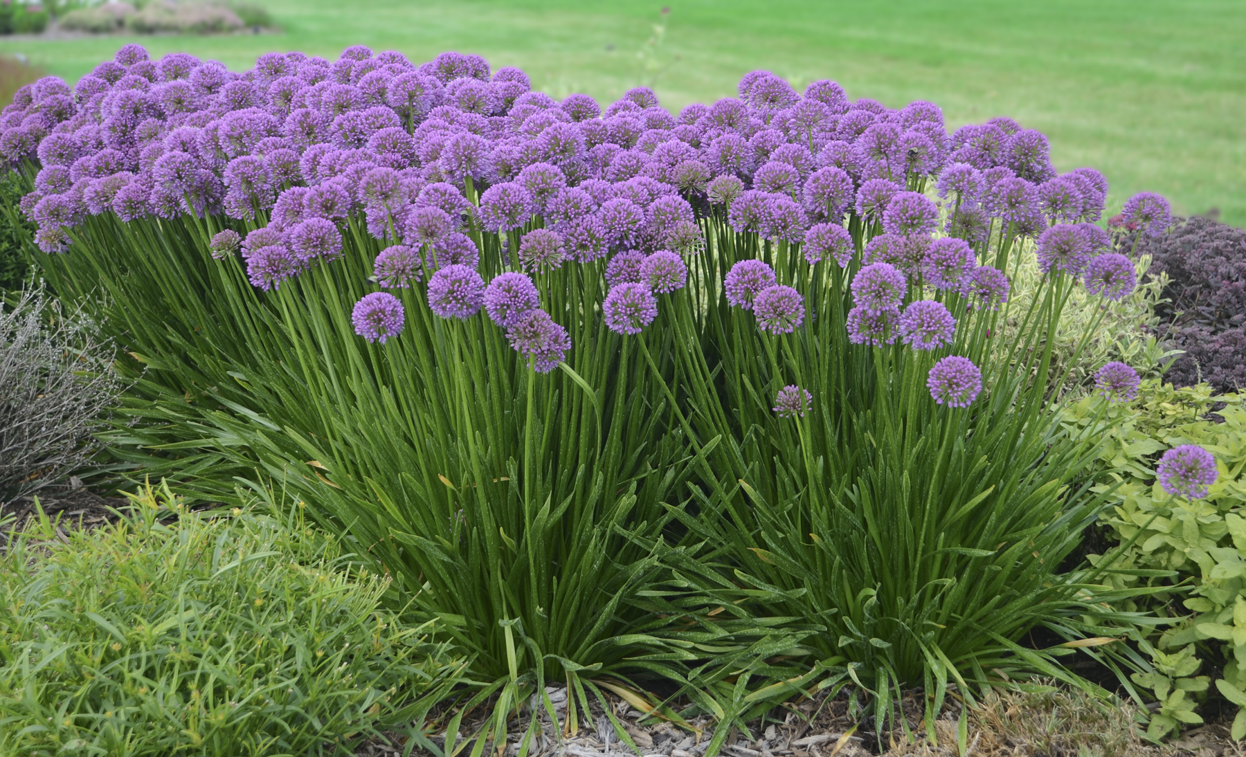 Allium Millenium (1002W)
