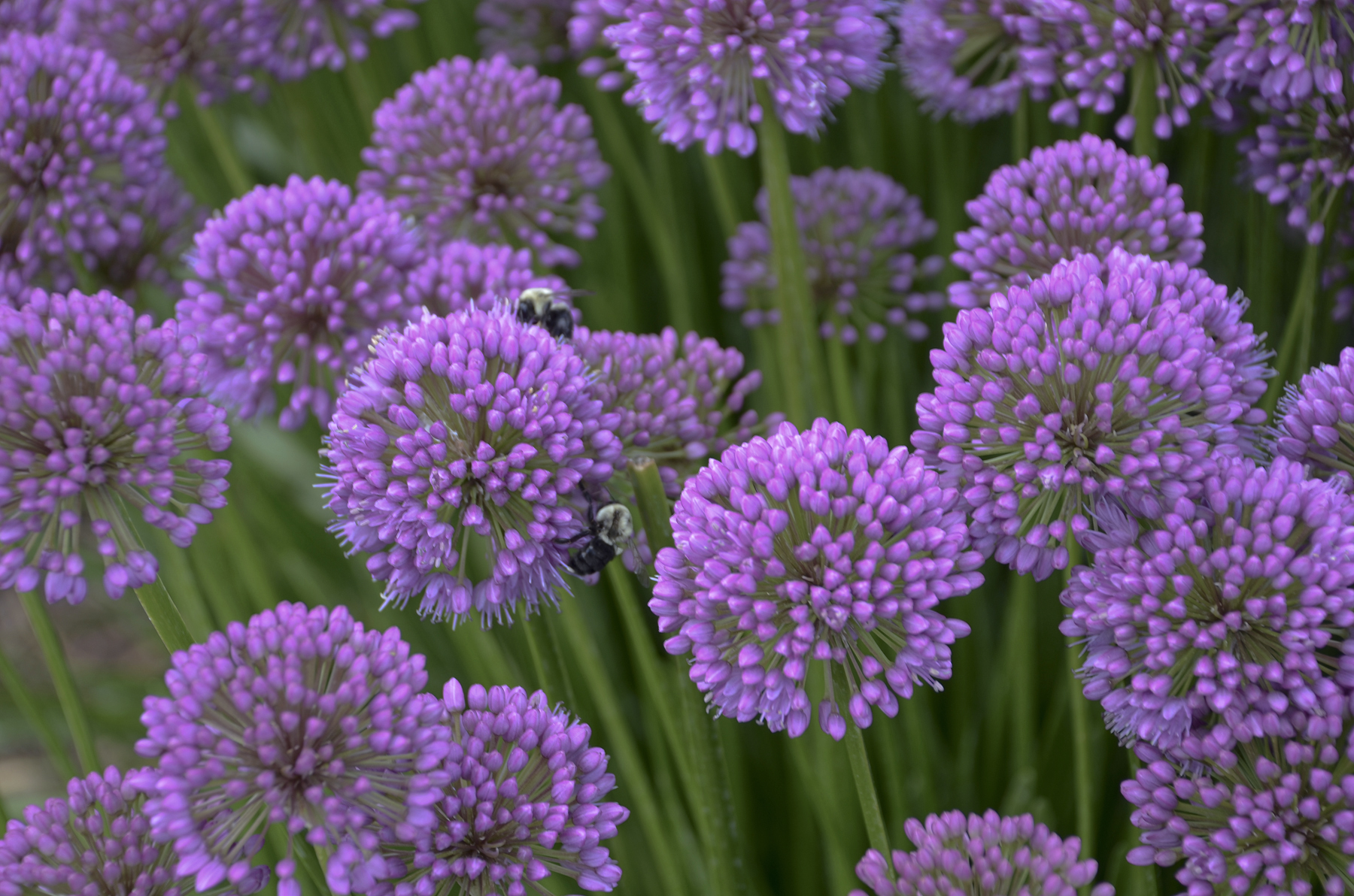 Allium Millenium (1001W)