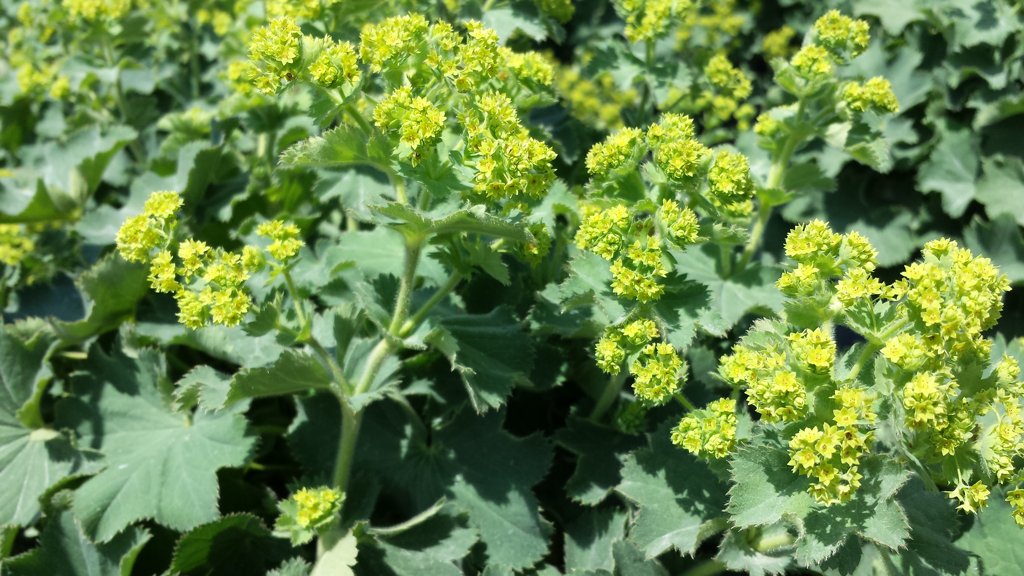 Alchemilla mollis
