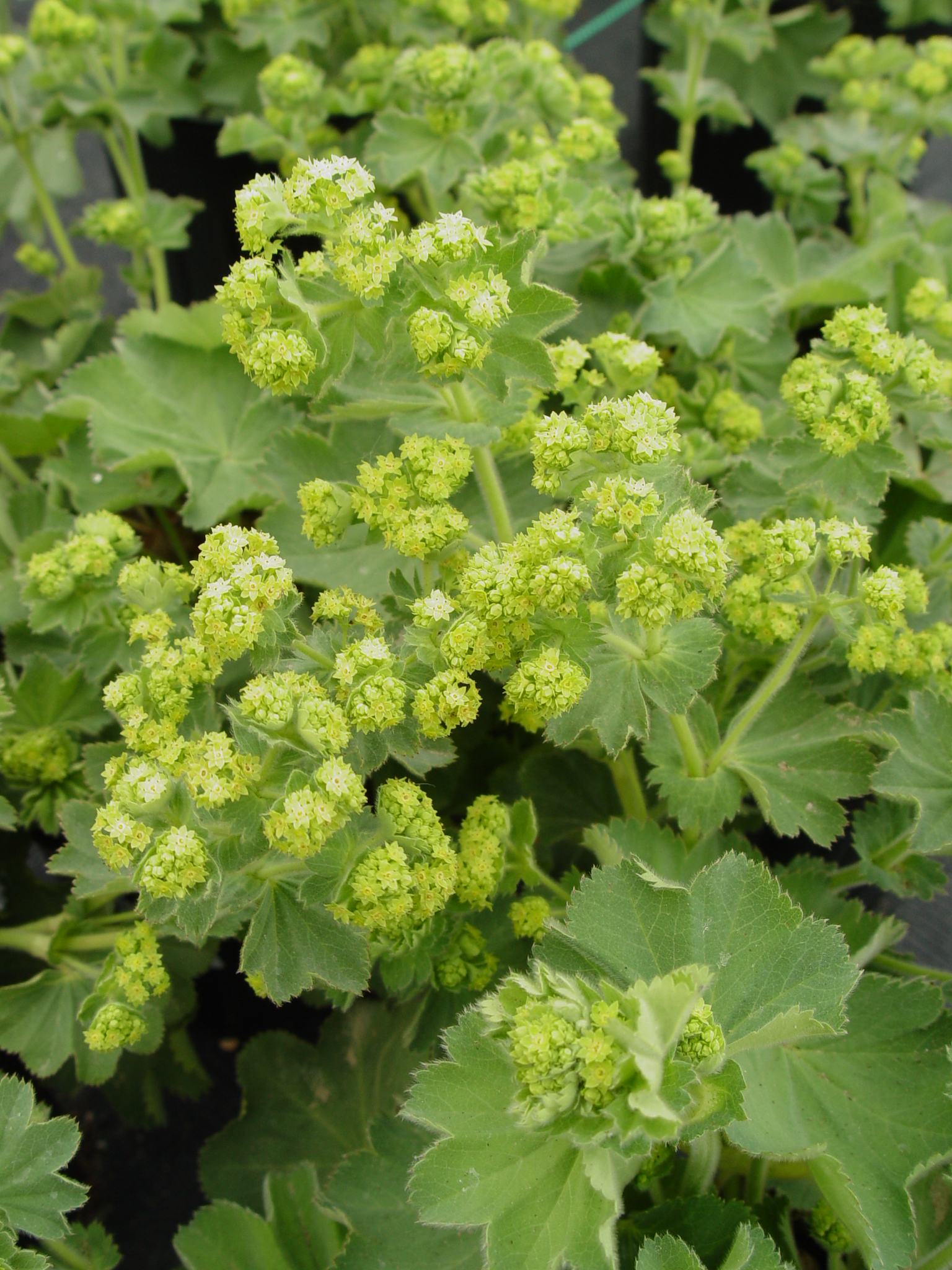 ALCHEMILLA_MOLLIS_ars