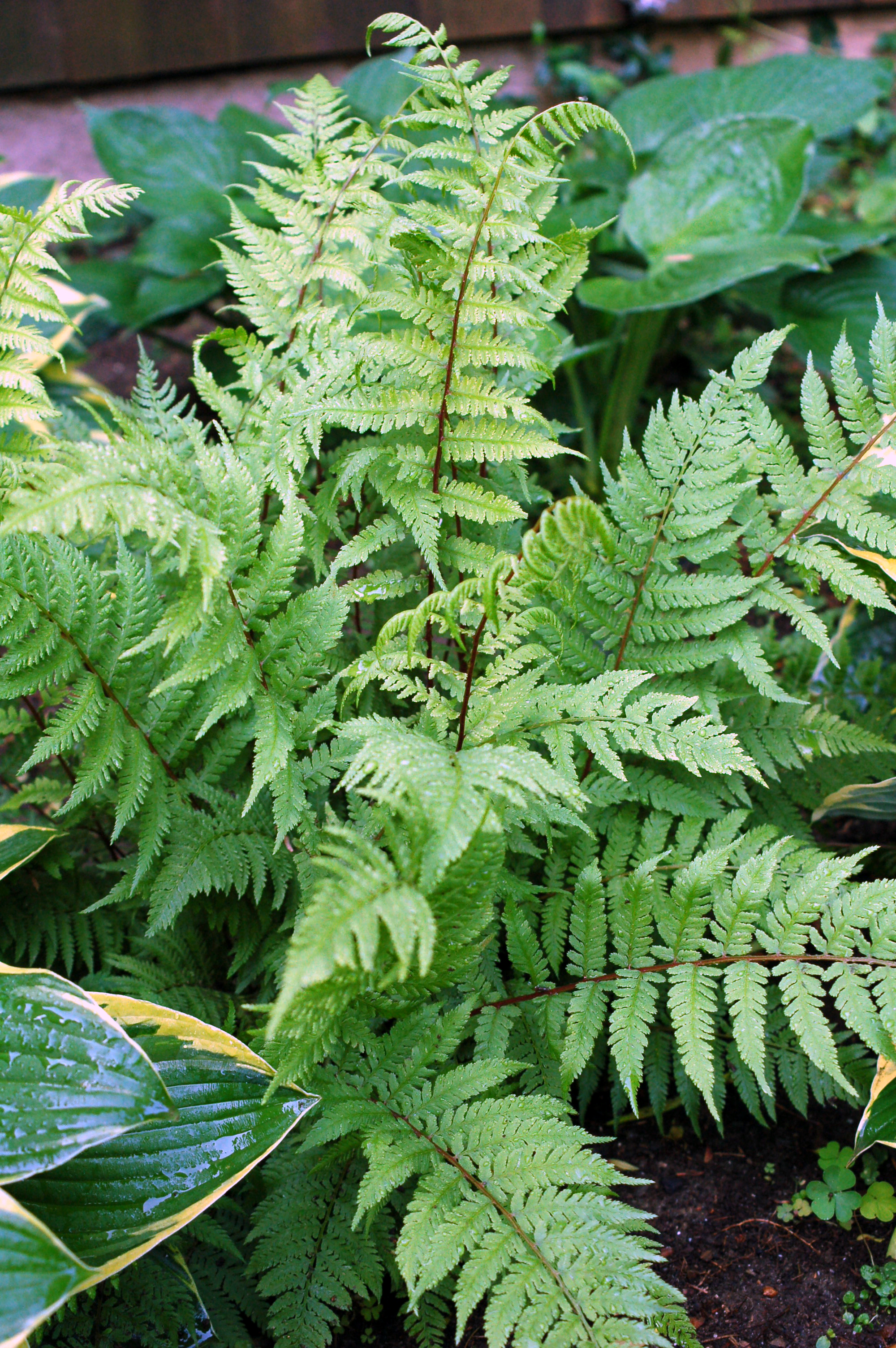 athyrium_ladyinred_ars120