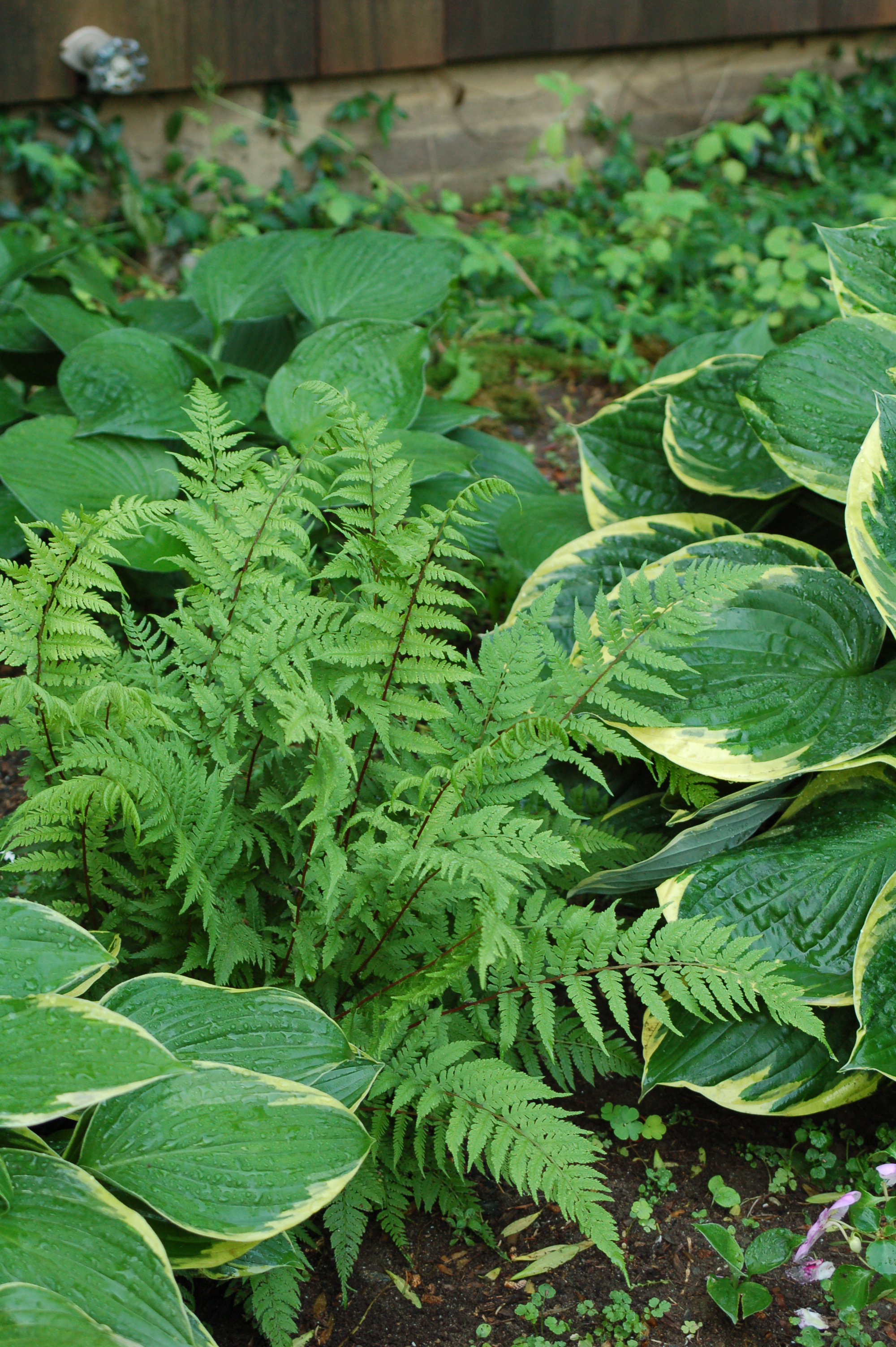 athyrium_ladyinred_alison45