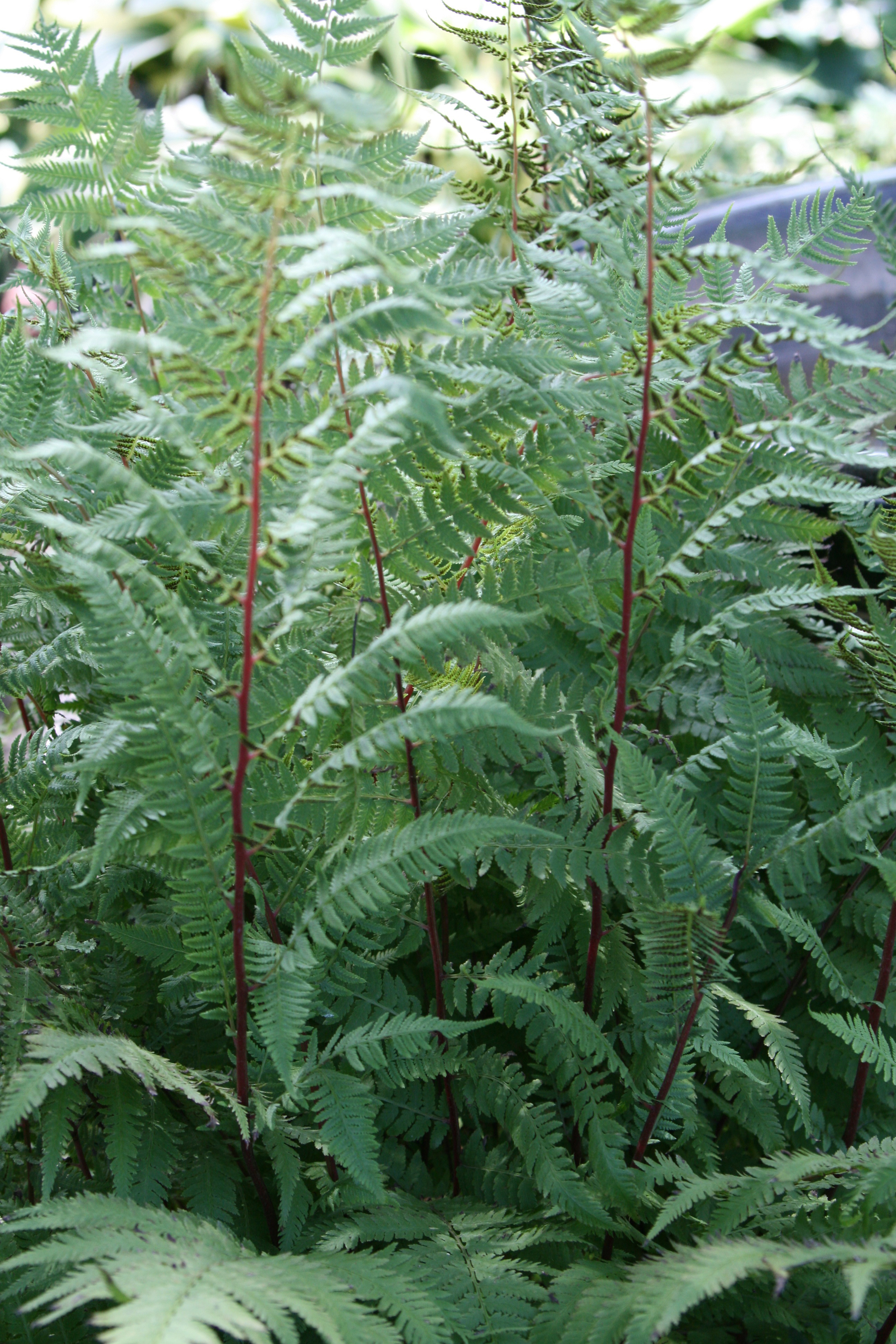 Athyrium_LadyinRed_ars44