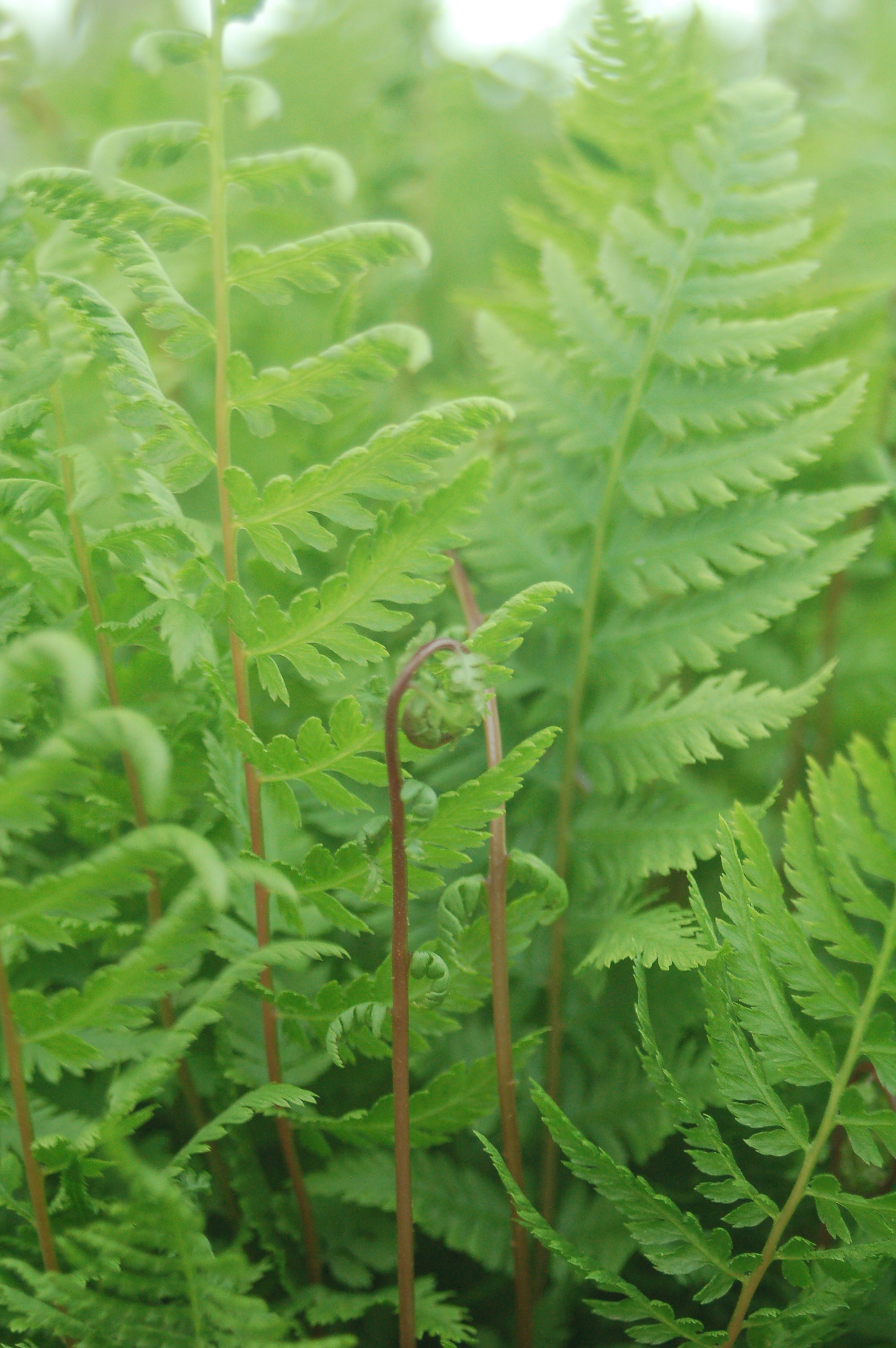 athyrium_ladyinred_ars