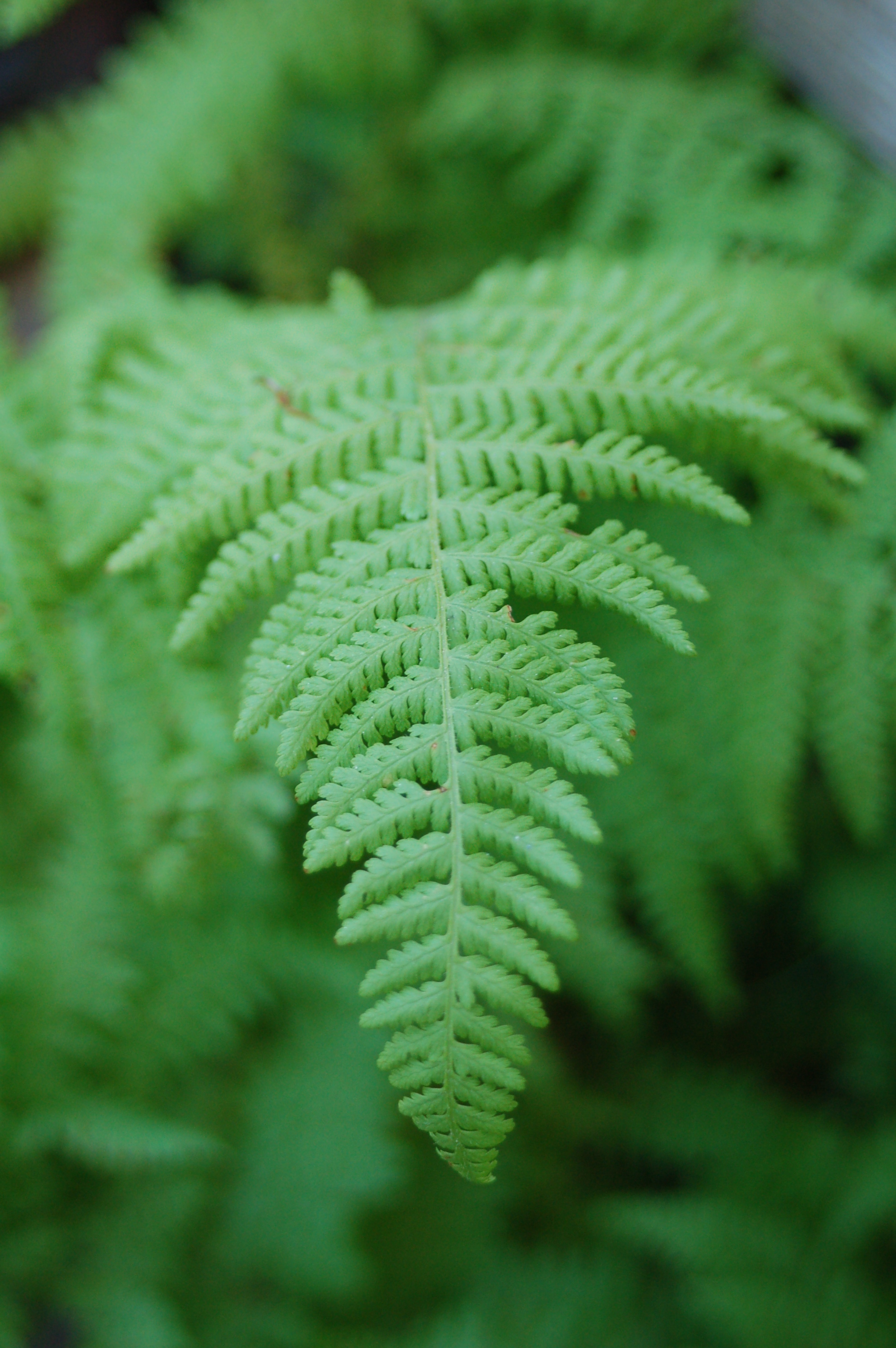 dennstaedtia_punctilobula_easternhayscentedfern_prides