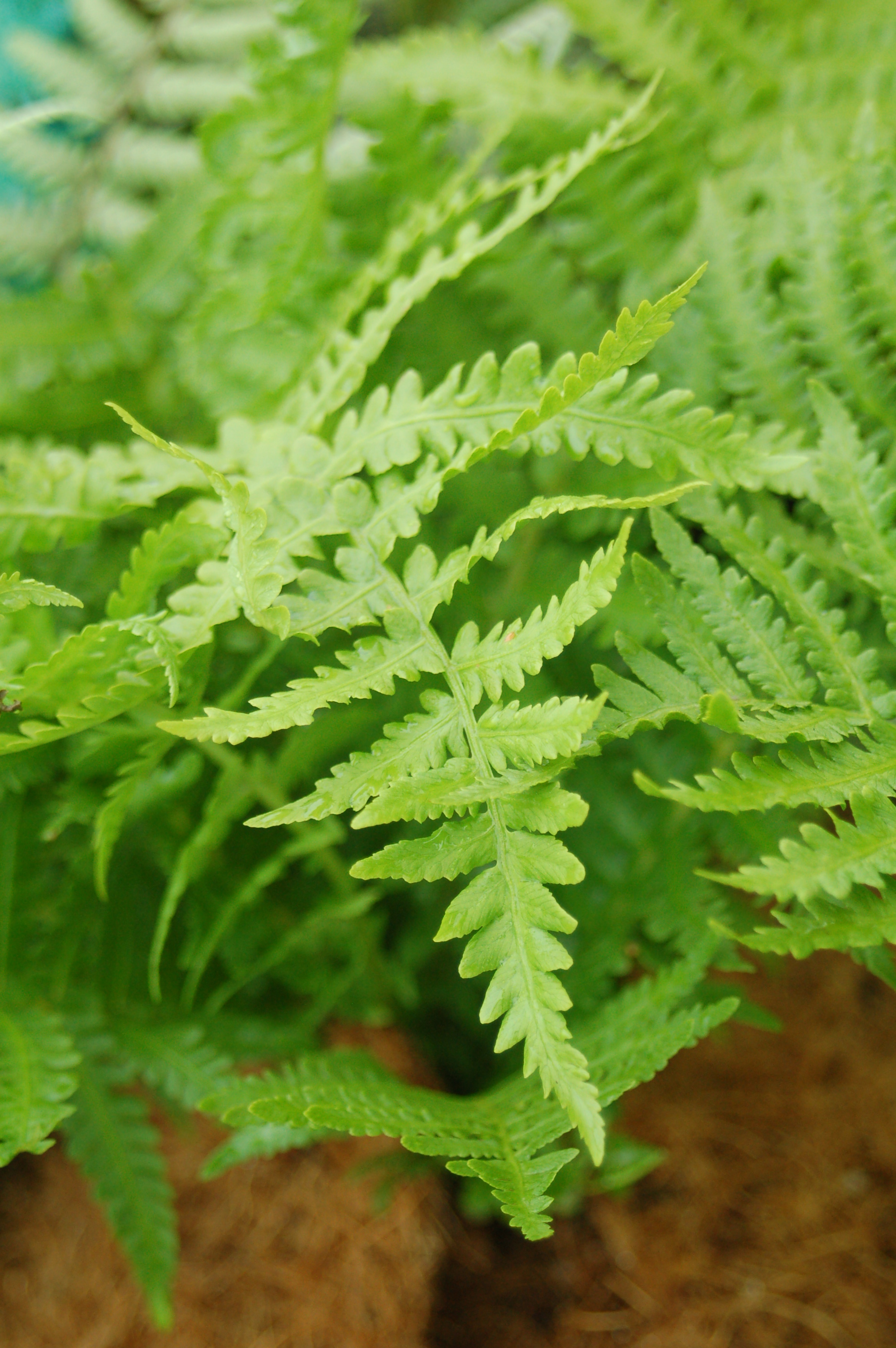 matteuccia_struthiopteris_ars02