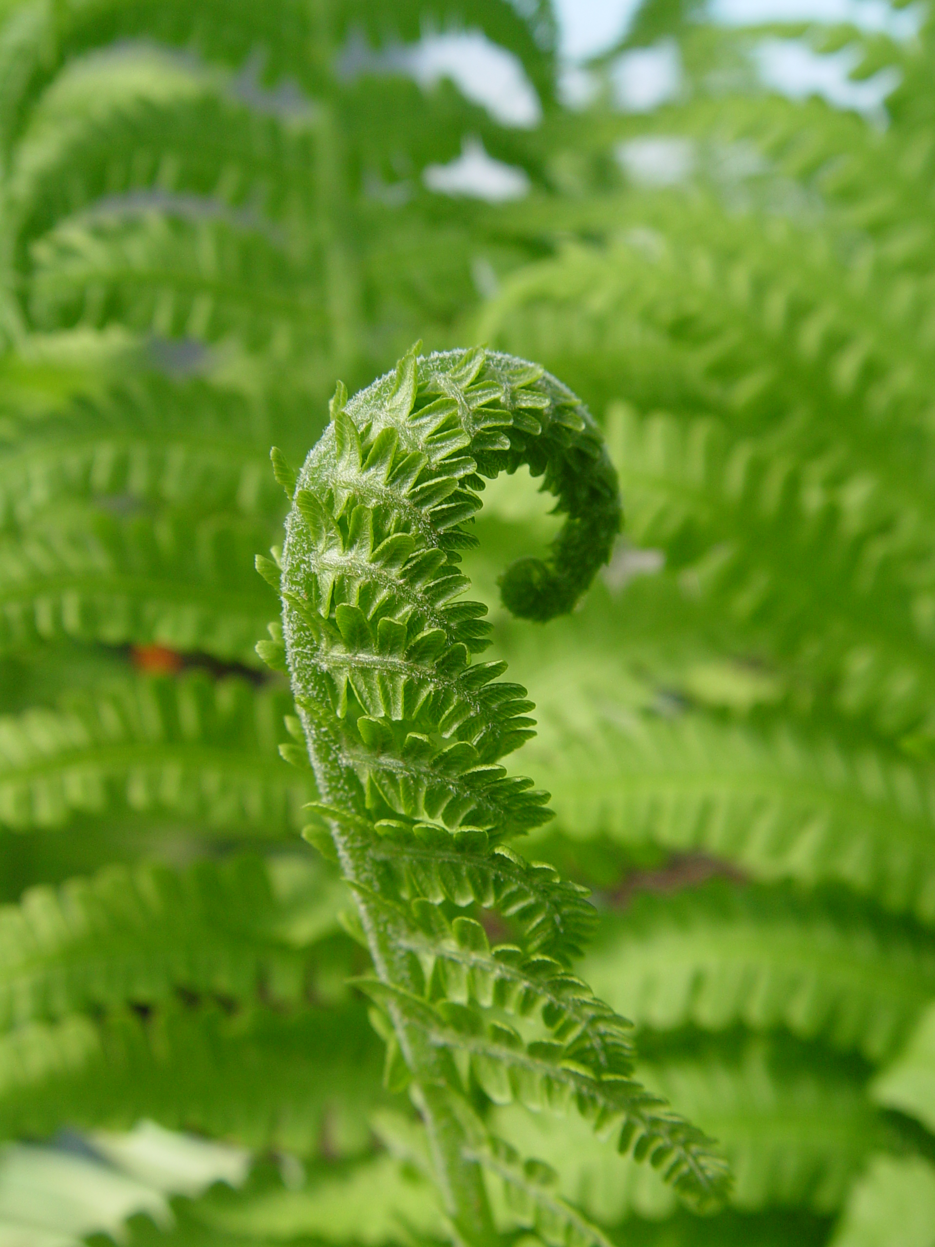 Metteuccia_struthiopteris_ars