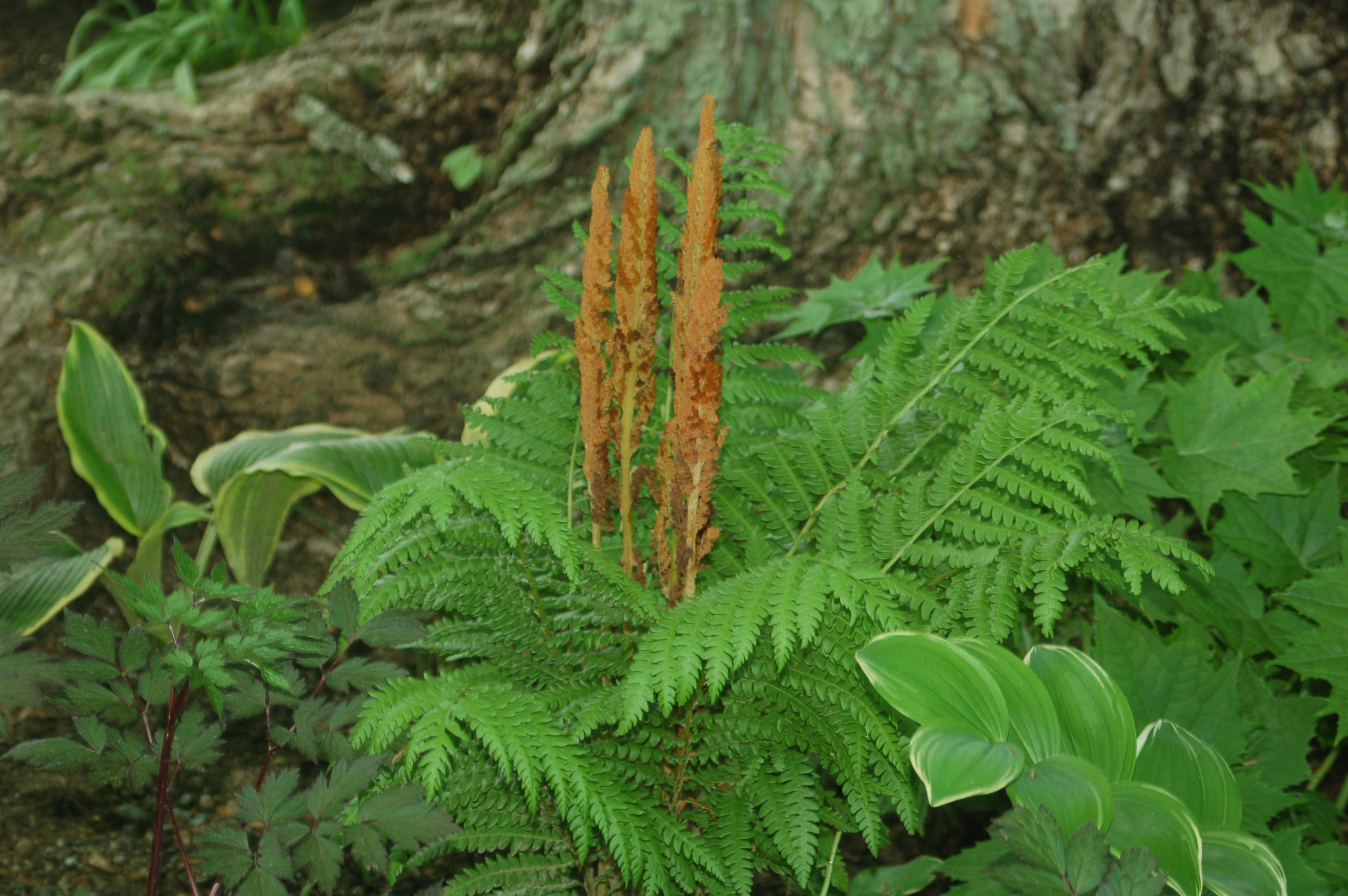 Osmunda cinnamomea_ars7