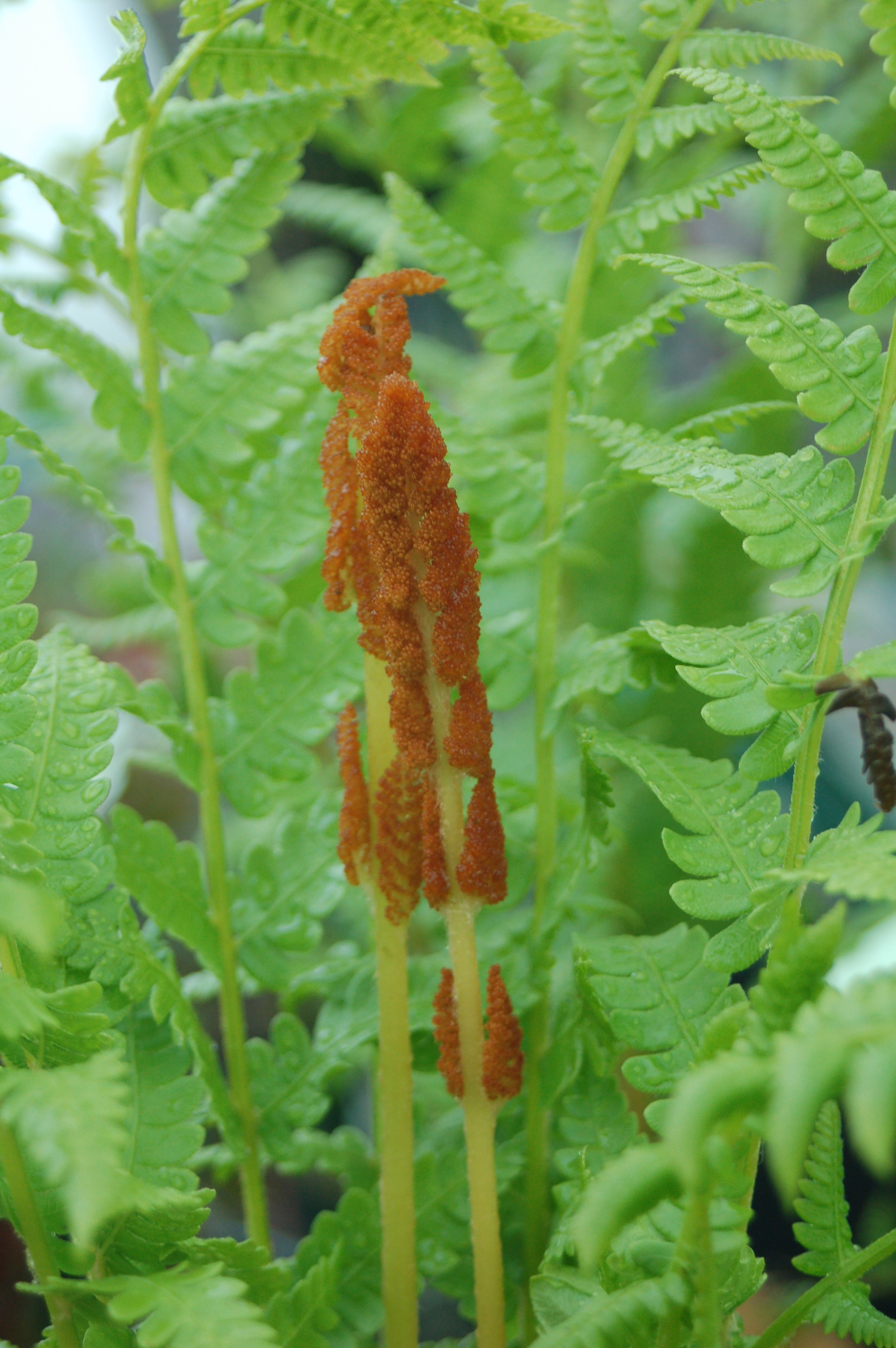 osmunda_cinnamonomea_ars2