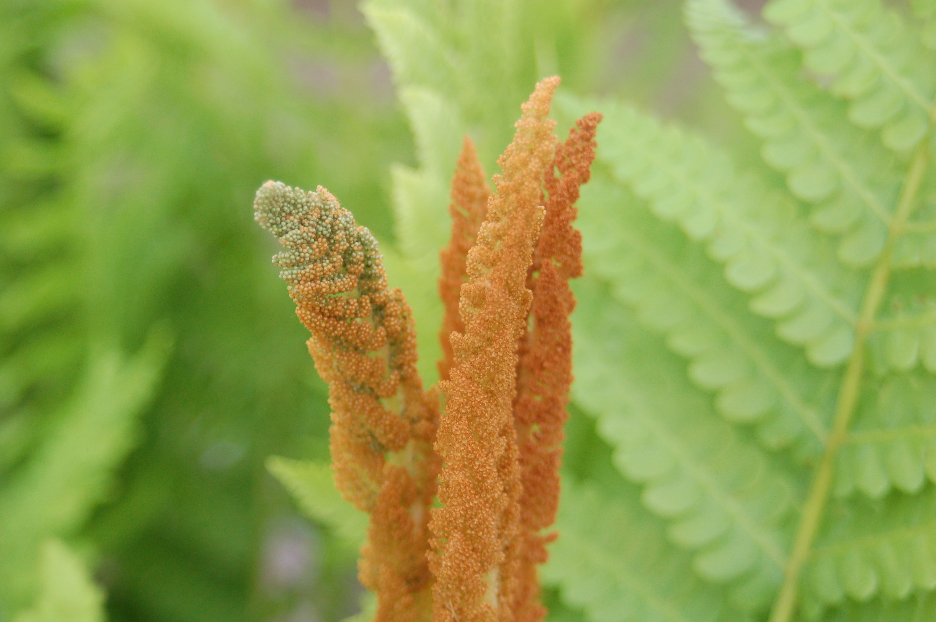 osmunda_cinnemomea_ars5