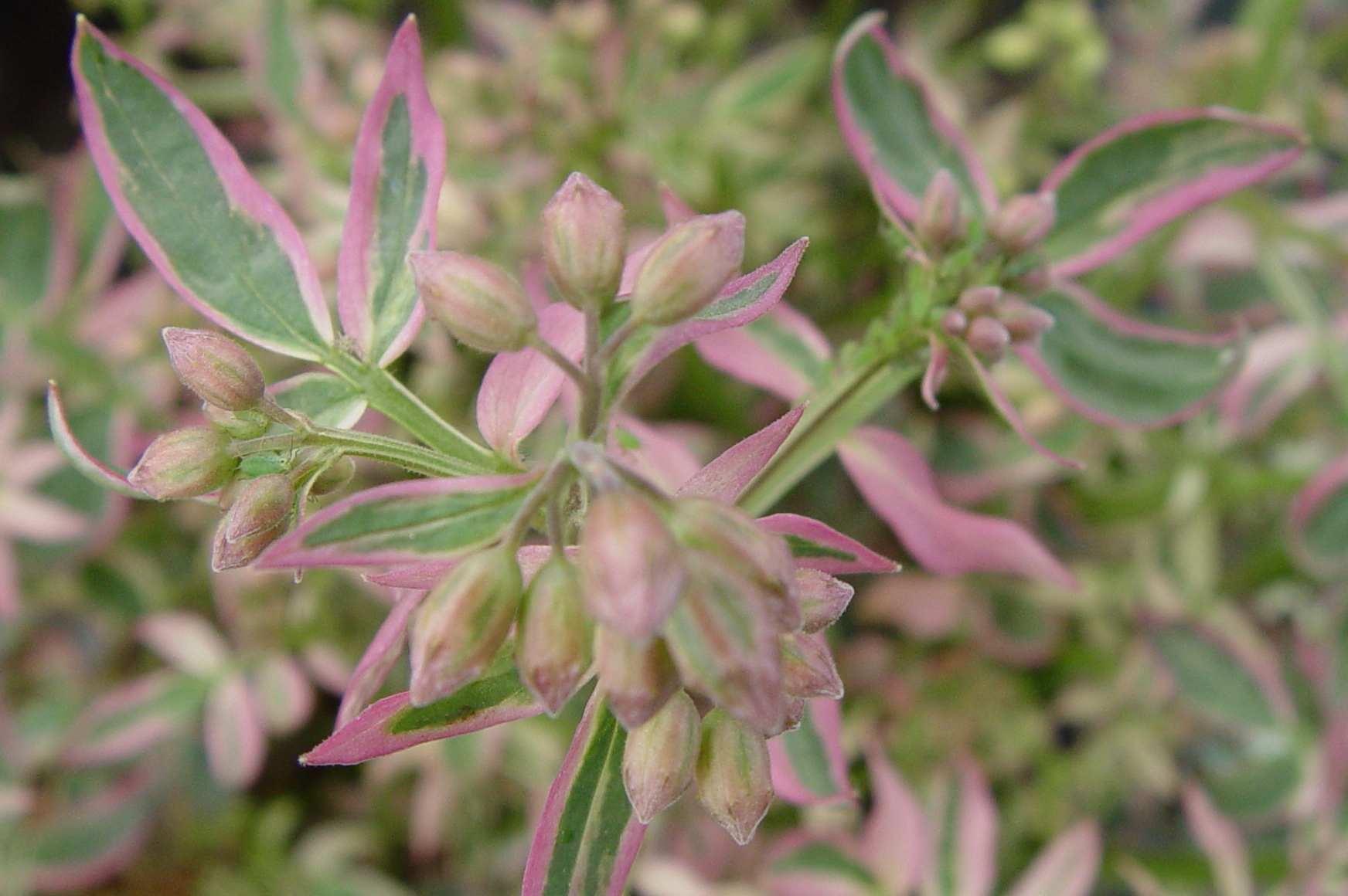 Polemonium_stairway_to_heaven_prides