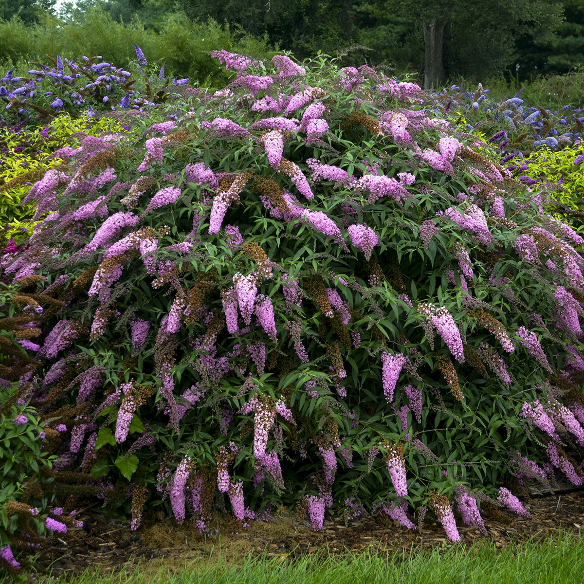 Buddleia 'Pink Cascade' PP30,711 Photo