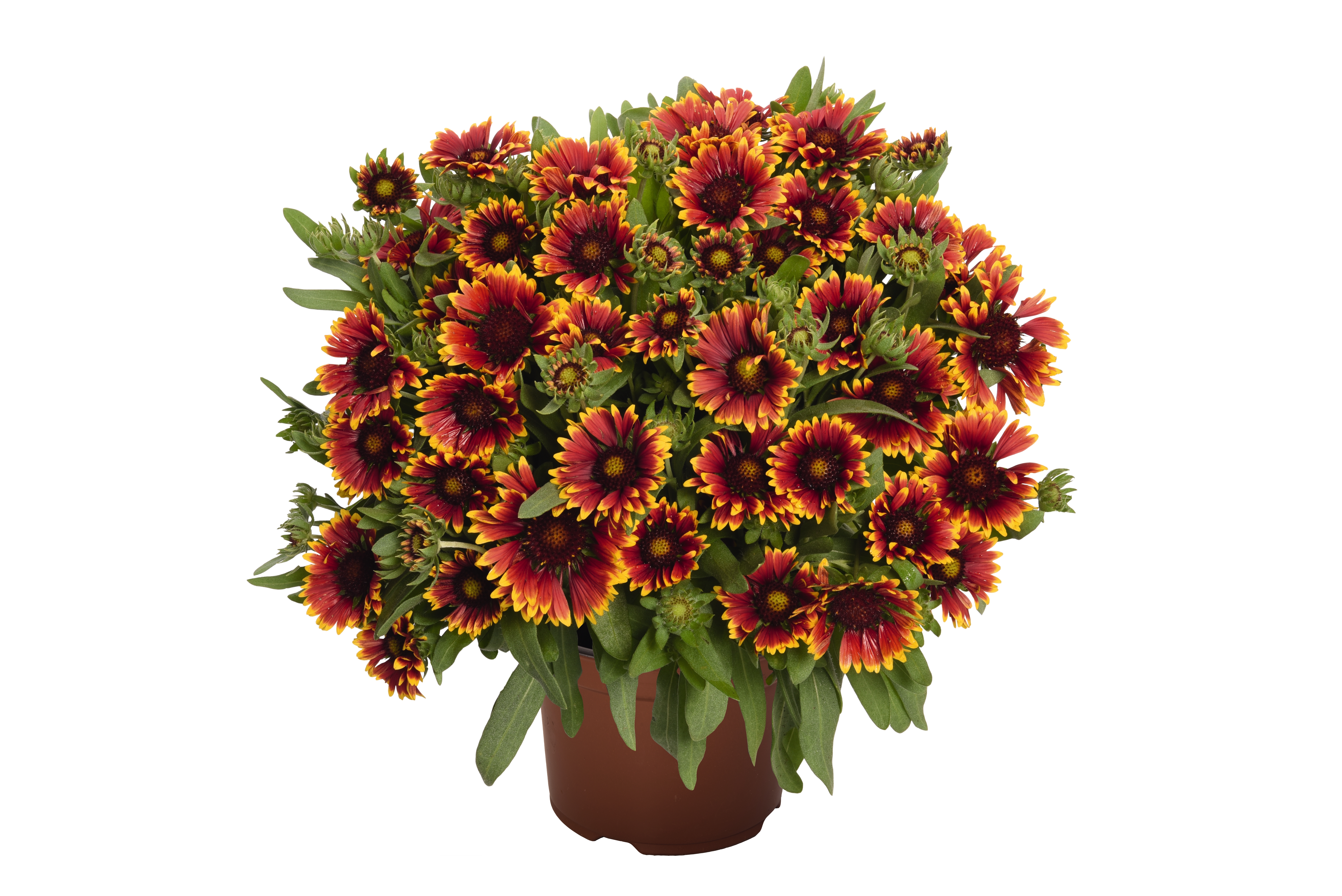 Gaillardia SpinTop™ Orange Halo PP29,205 Photo